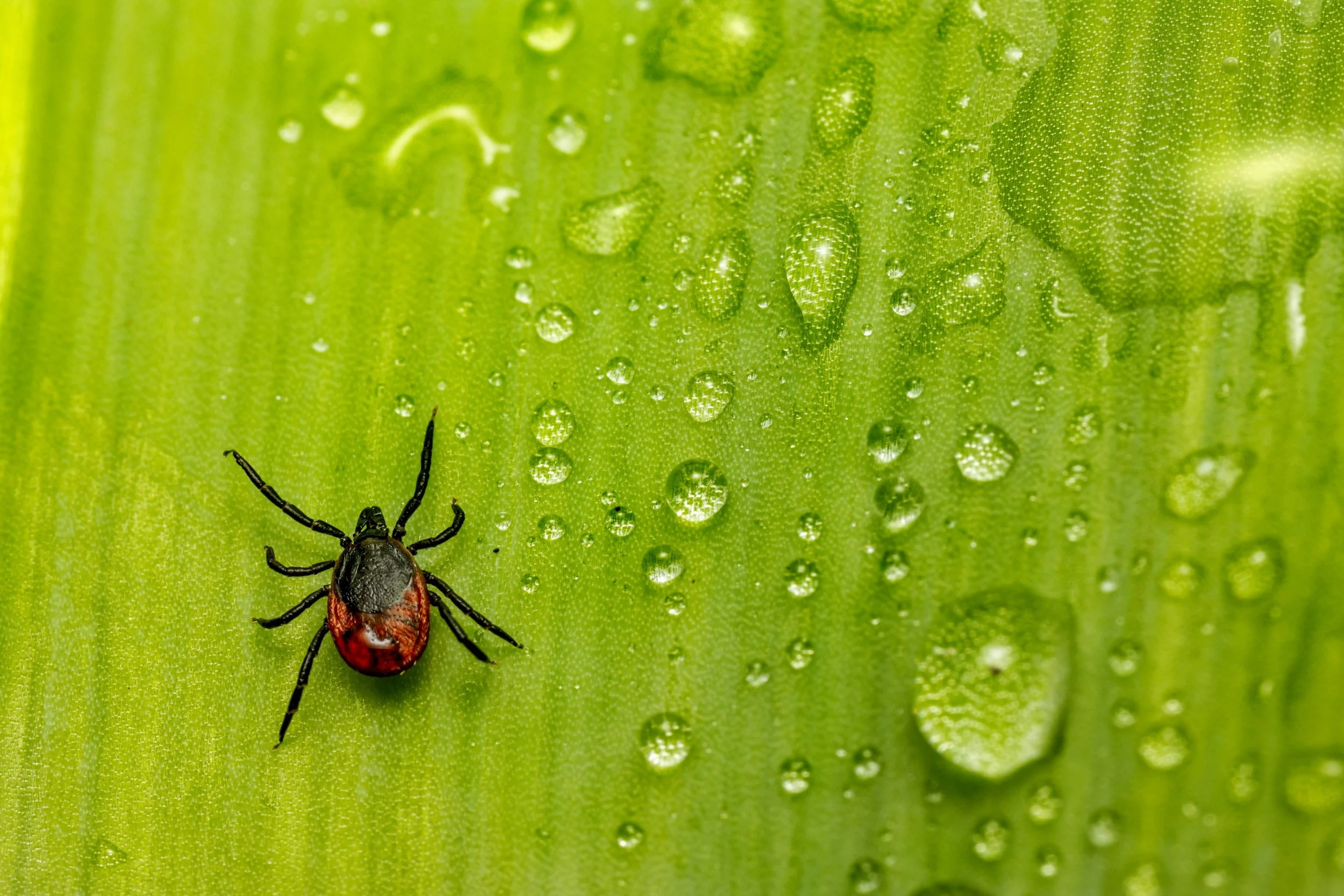 Lyme Disease 101