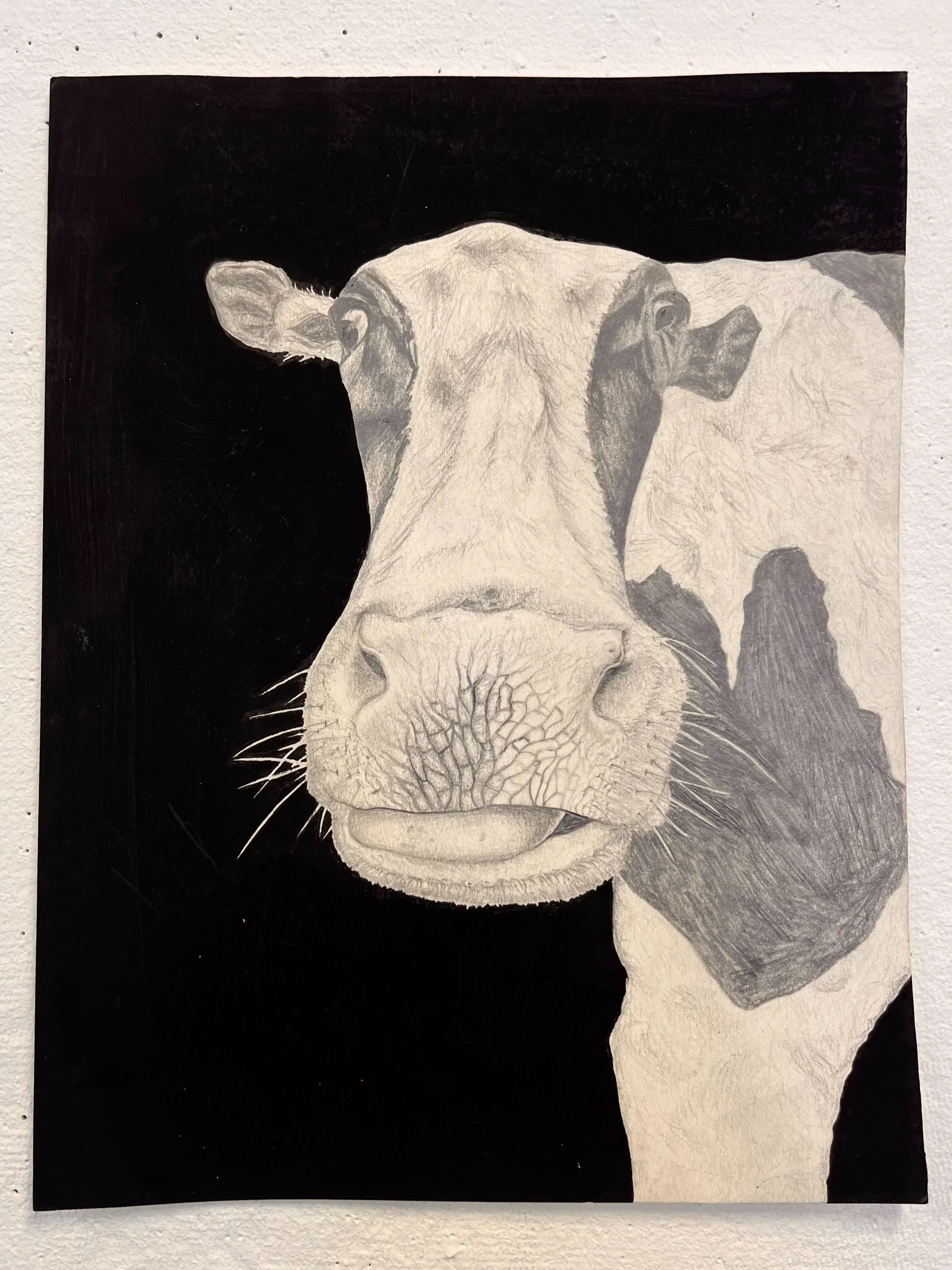 "Selfie" // Pencil and acrylic paint on paper // 9" X 12" // 2023 // Drawn from a photograph taken from right under the cow's nose. Part of a series of animal portraits.