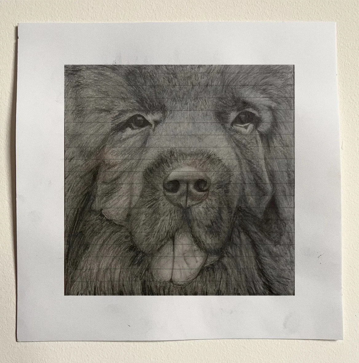 "Burt the Newfoundland" // Pencil on paper // 8.5" X 10.5" // 2022 // A portrait of my dog.