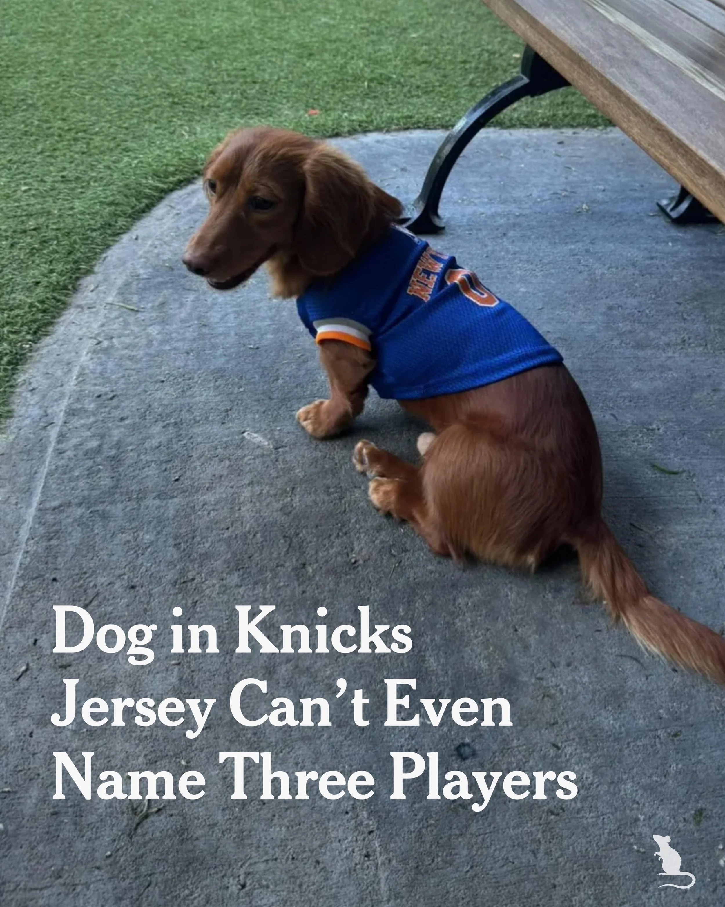 Dog in Knicks Jersey Can&rsquo;t Even Name Three Players
