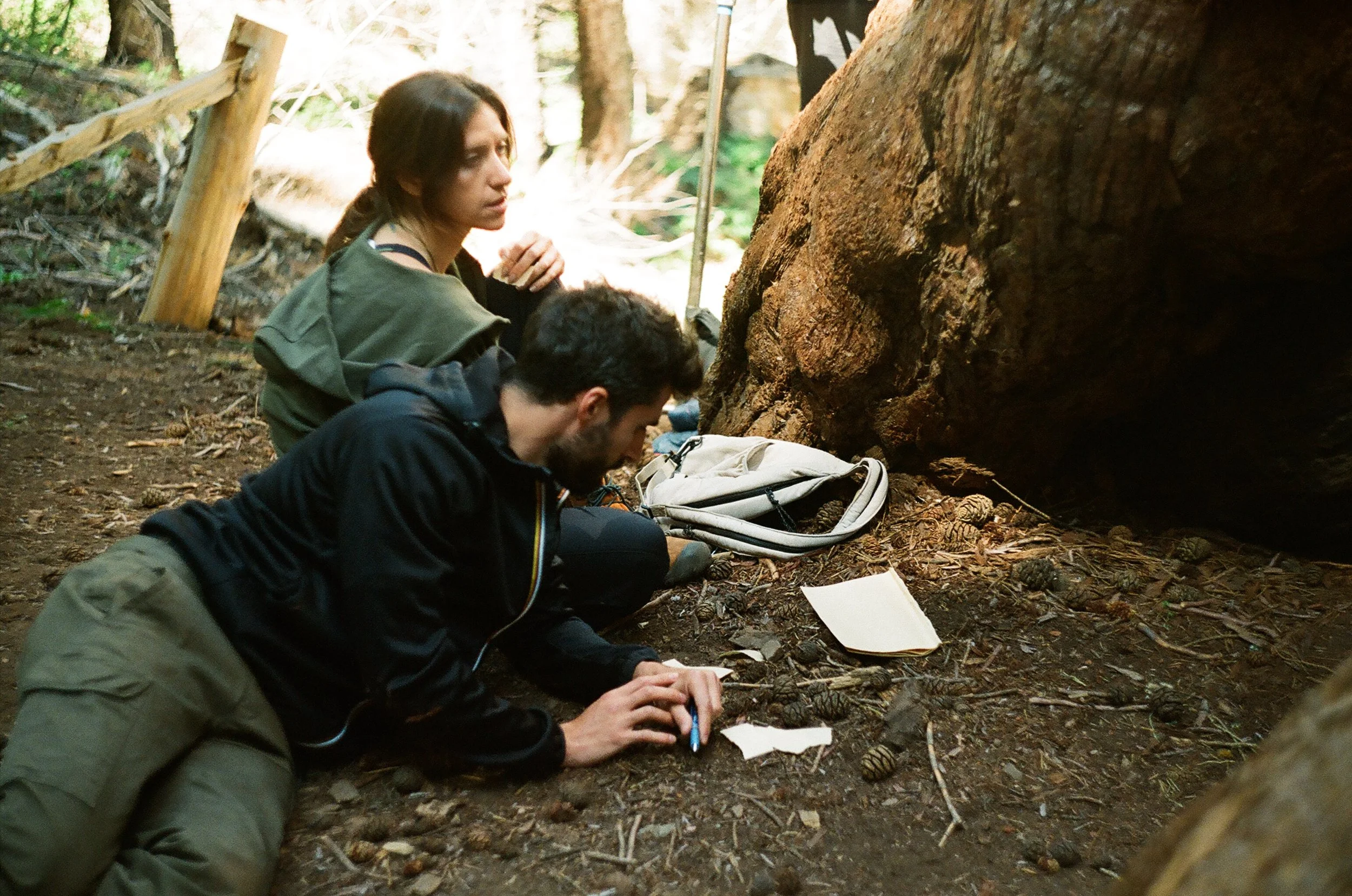 Nika, Alessandro - Sequoia Forest