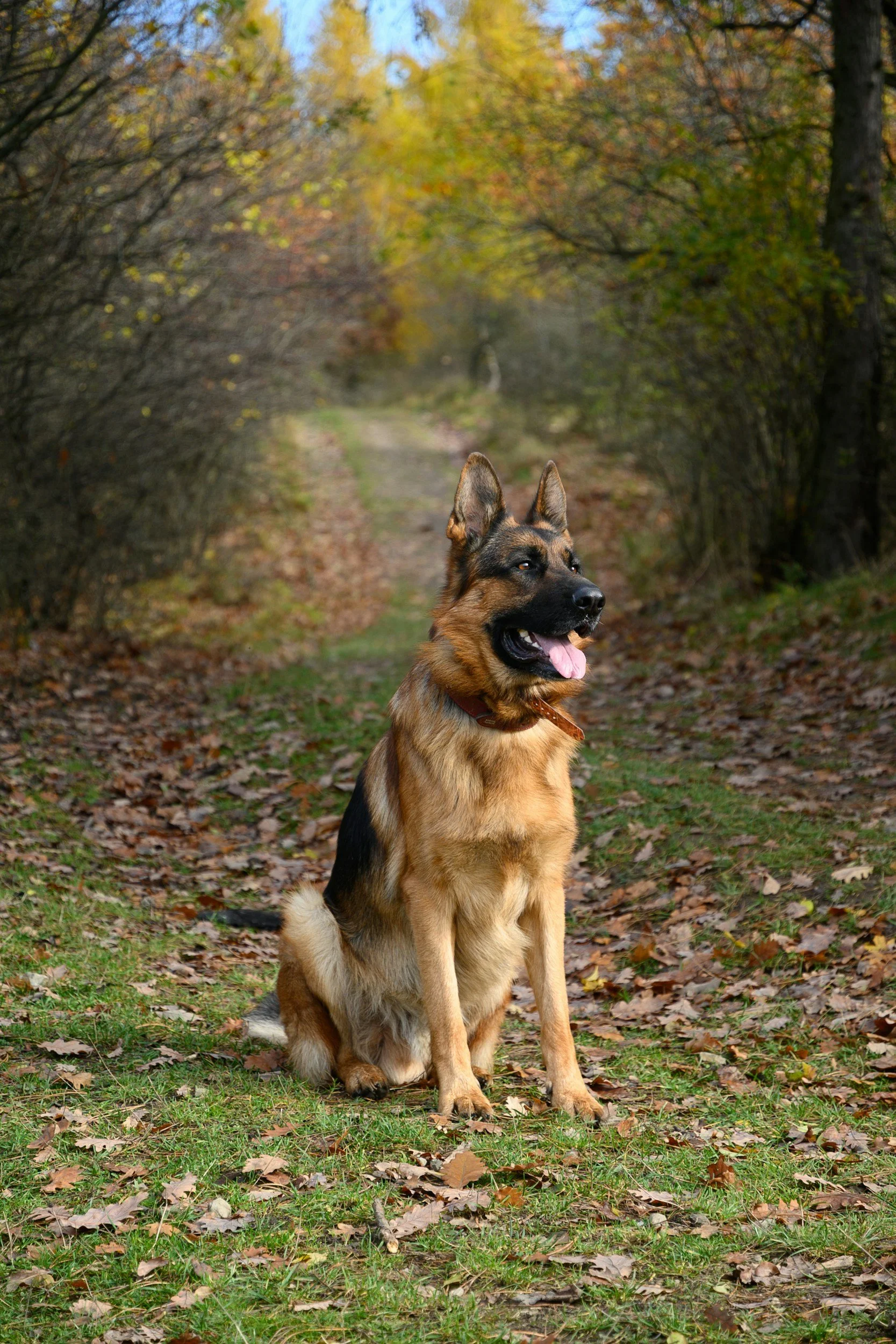 A German Shepherd dog sitting on a leaf-covered ground in a wooded area during autumn.