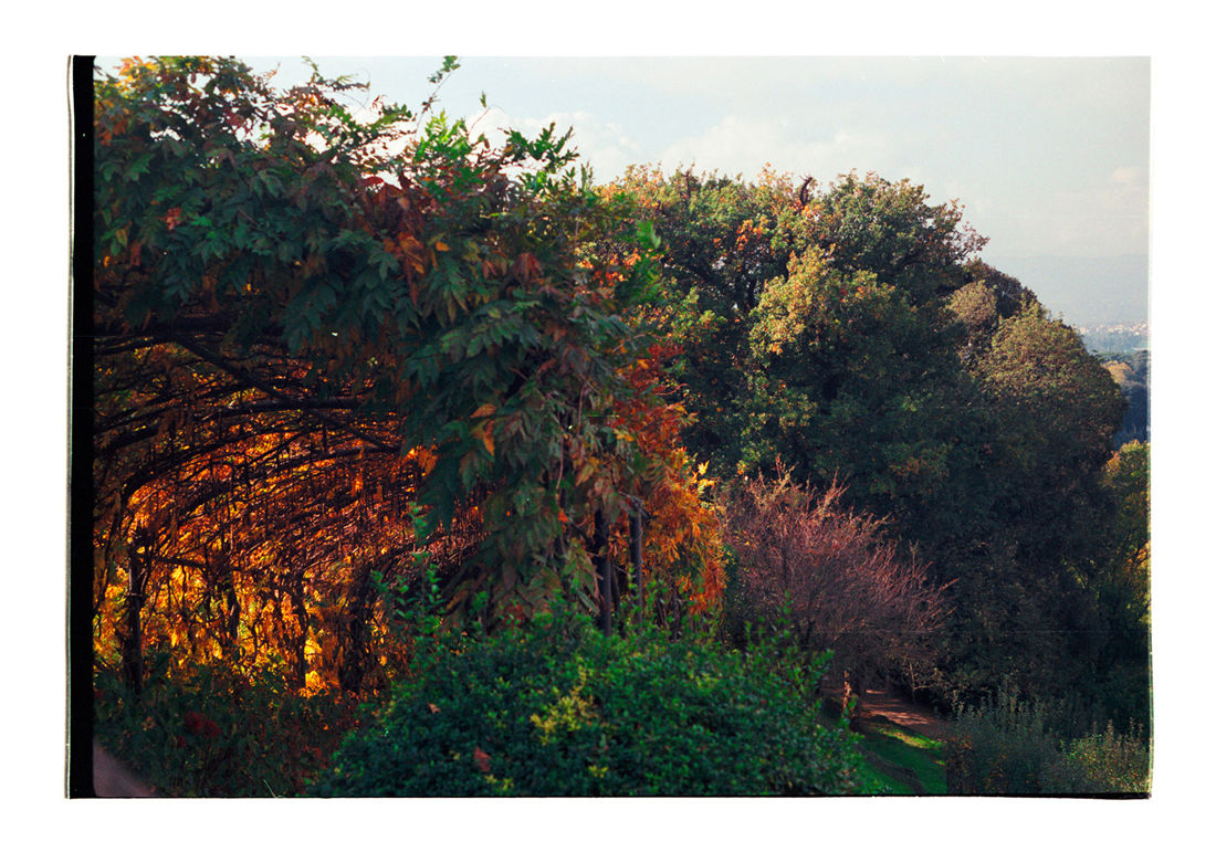 The Way the Light Lifted the Leaves, 2016 [2015]. Archival Inkjet Print on Hahnemühle Photo Rag. 28x20.28cm. Edition of 5 + 2 Ap.