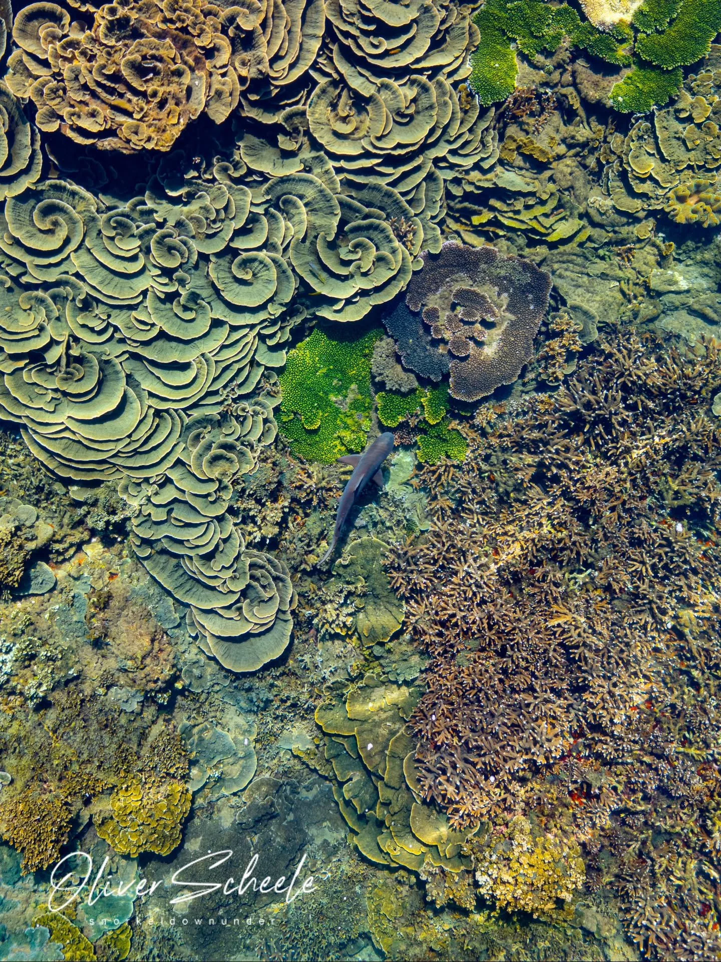 The Living City ~

Everything you see in the photo is alive. 
Coral creating a living breathing city. 

Delicate and fragile, coral reefs are truly one of the many wonders of our world.

With human impacts being so great we need to protect and conser