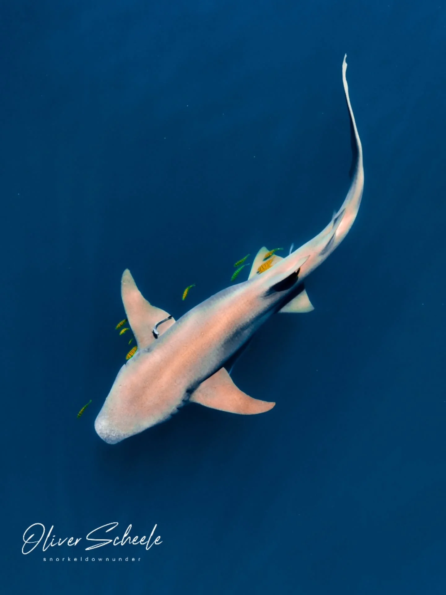 Nursery 

This gentle Twany nurse sharks' presence creates a space for smaller fish to feel safe and travel through the vast ocean. 

They can grow over 3m and are docile, majestic animals. Primarily feeding on bethic crustaceans and molluscs. 

This