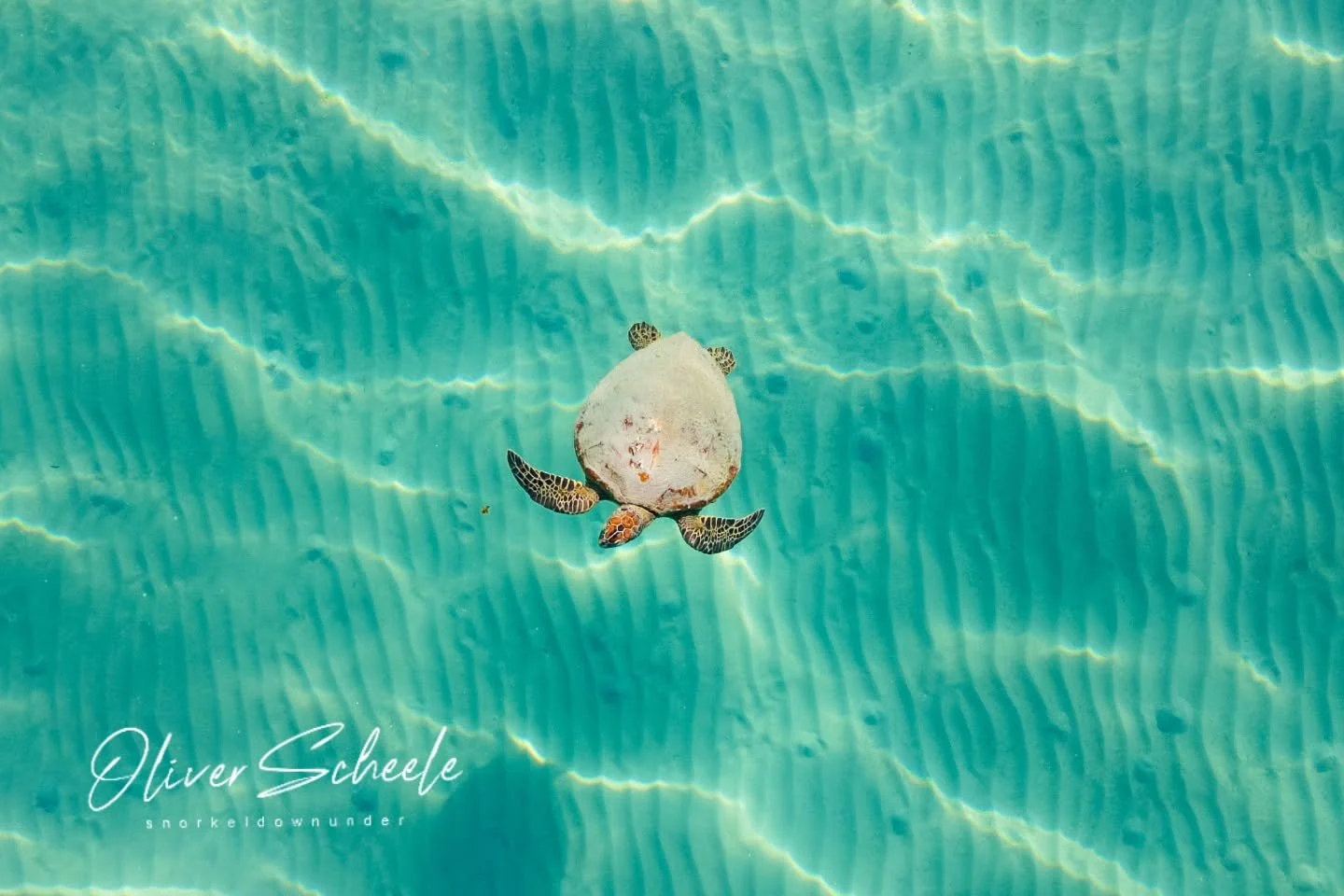 Clarity

Sometimes all you need is to wait for the waters to calm. When the dregde isn't working and the wind stays down, magic is revealed under the surface. 

#turtle #dji #ocean