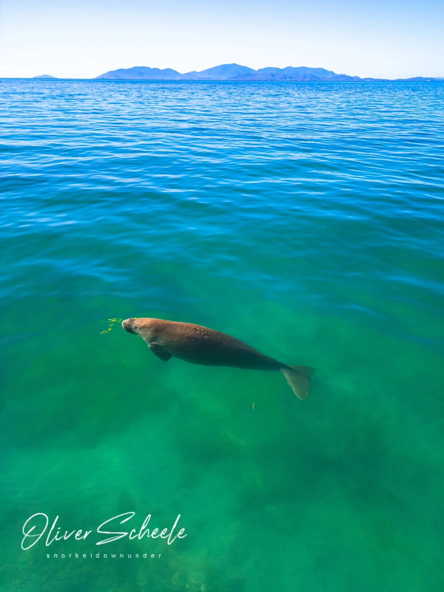 Happy world dugong day!
 
These funny buggers are always heart warming to see, sea cows going about their daily activities munching away on seagrass.

Numbers are slowly recovering around Maggie with the removal of gill nets and shark nets which is g