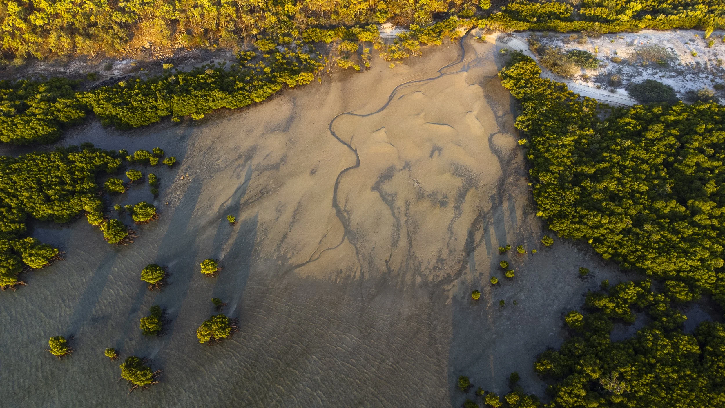 fantome mangroves.JPG