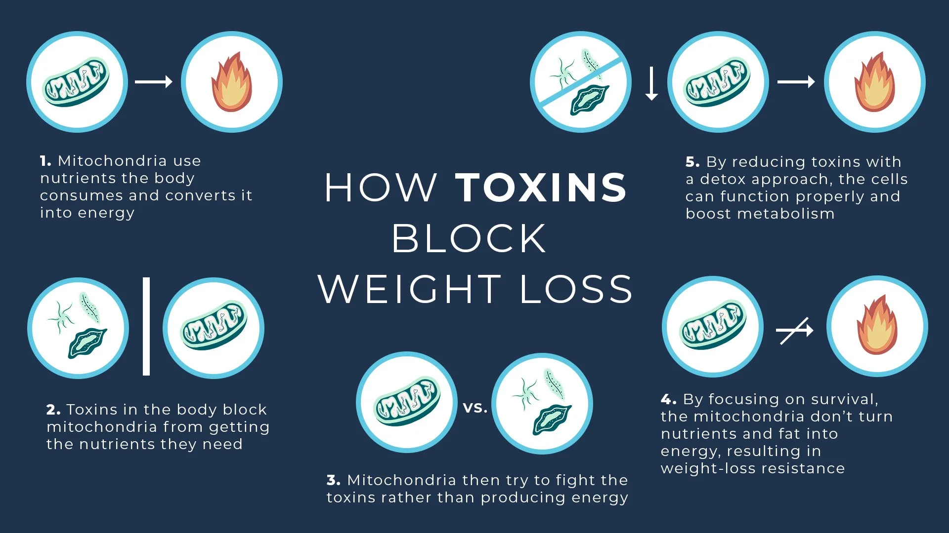 Infographic titled "How Toxins Block Weight Loss" showing five steps explaining how toxins affect mitochondria and weight loss, with illustrations of mitochondria, fire, and bacteria.