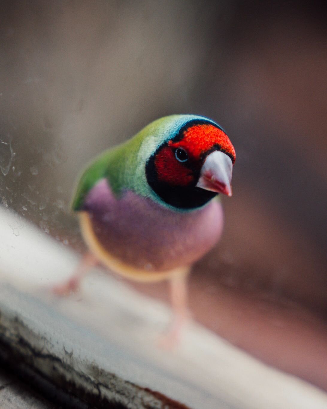 A gouldian finch, Newcastle - 16/06/23
 
While I was visiting blackbutt nature reserve in Newcastle I had this little gouldian finch that quickly posed for me before to flight away. So.. does it count as a portrait ? 😂

#sonyalpha #sonya7iv 
#sigmap