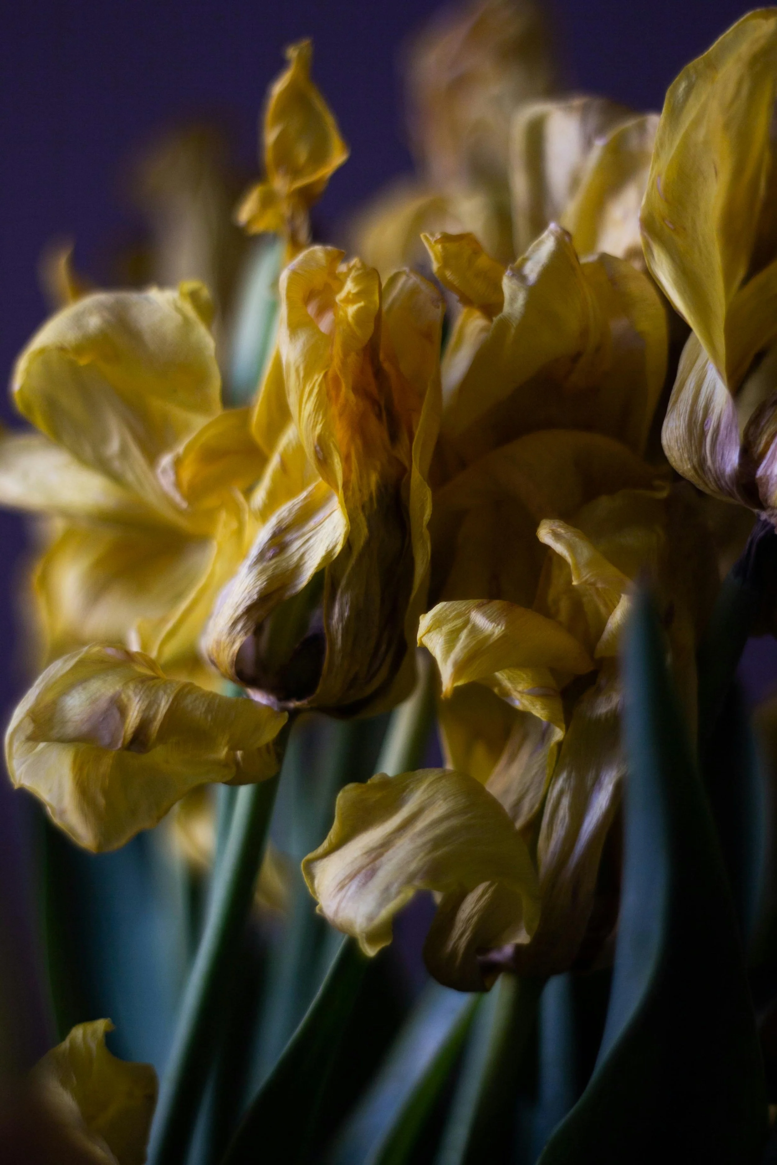 Growing Through Grief: Reflections and Approaches for Grief, Loss, Transition and Change