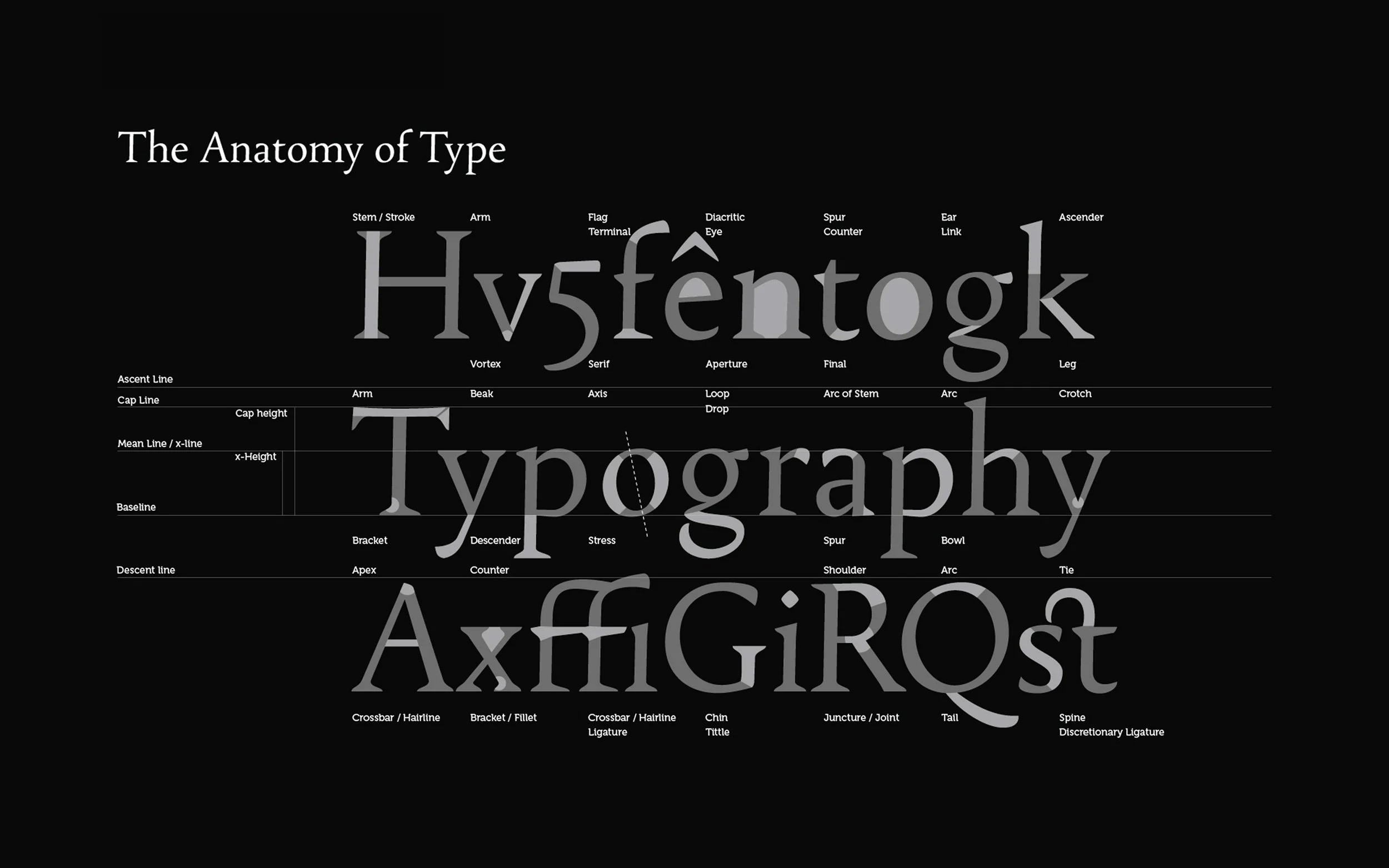 Type Anatomy.jpg