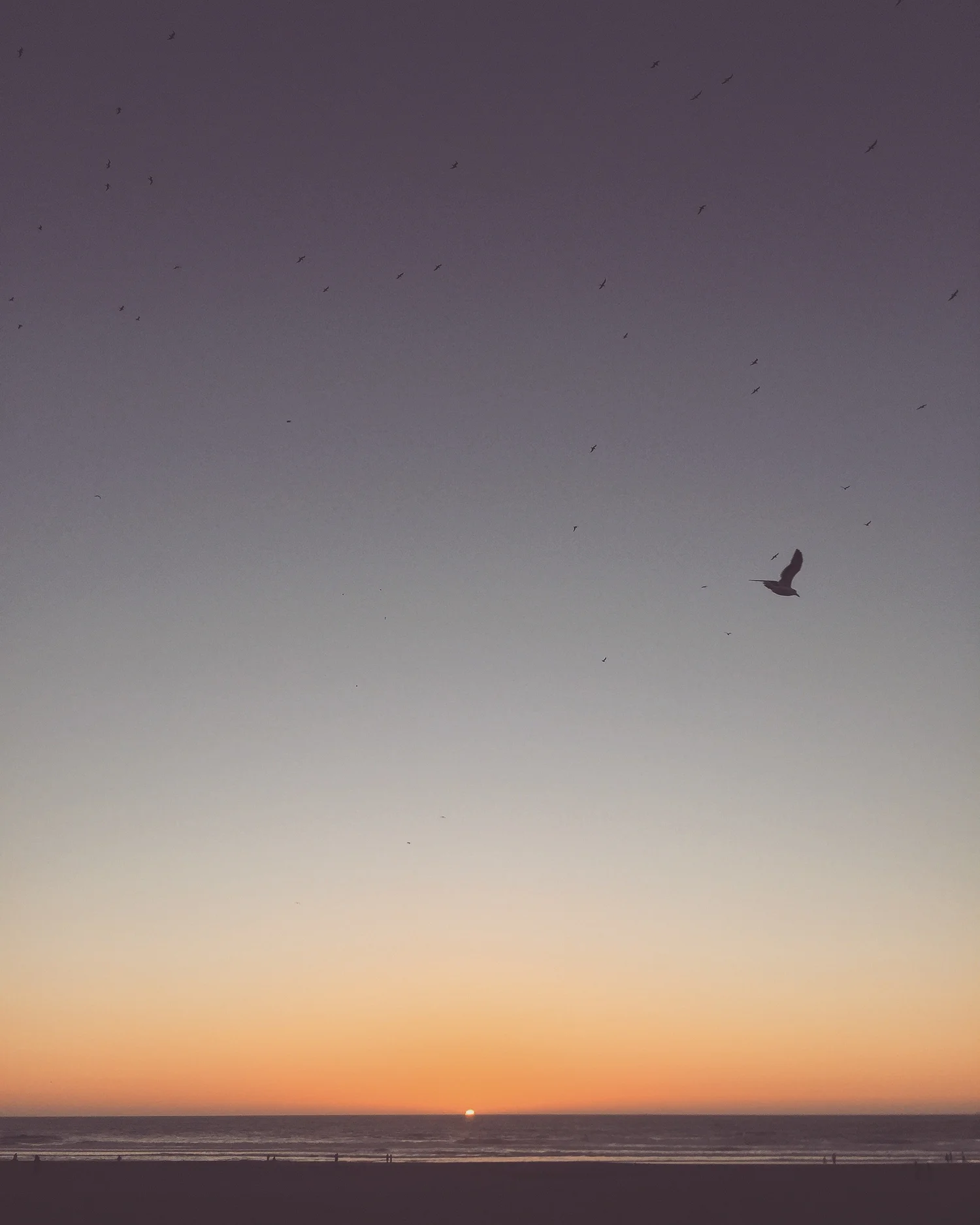 A lone bird crossing a dusk sky above the sea
