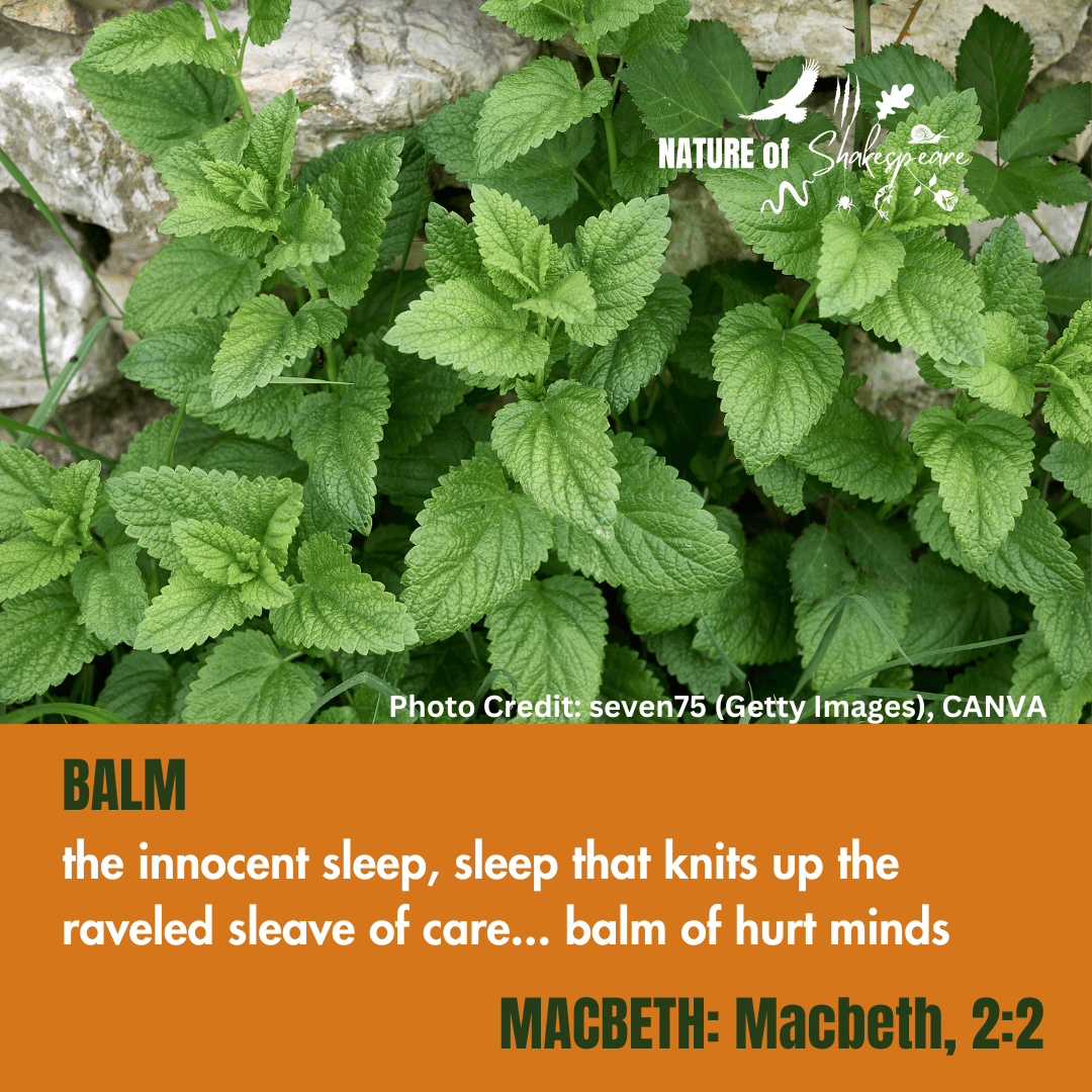 BALM — The Nature of Shakespeare