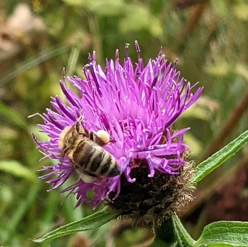 HONEY BEE