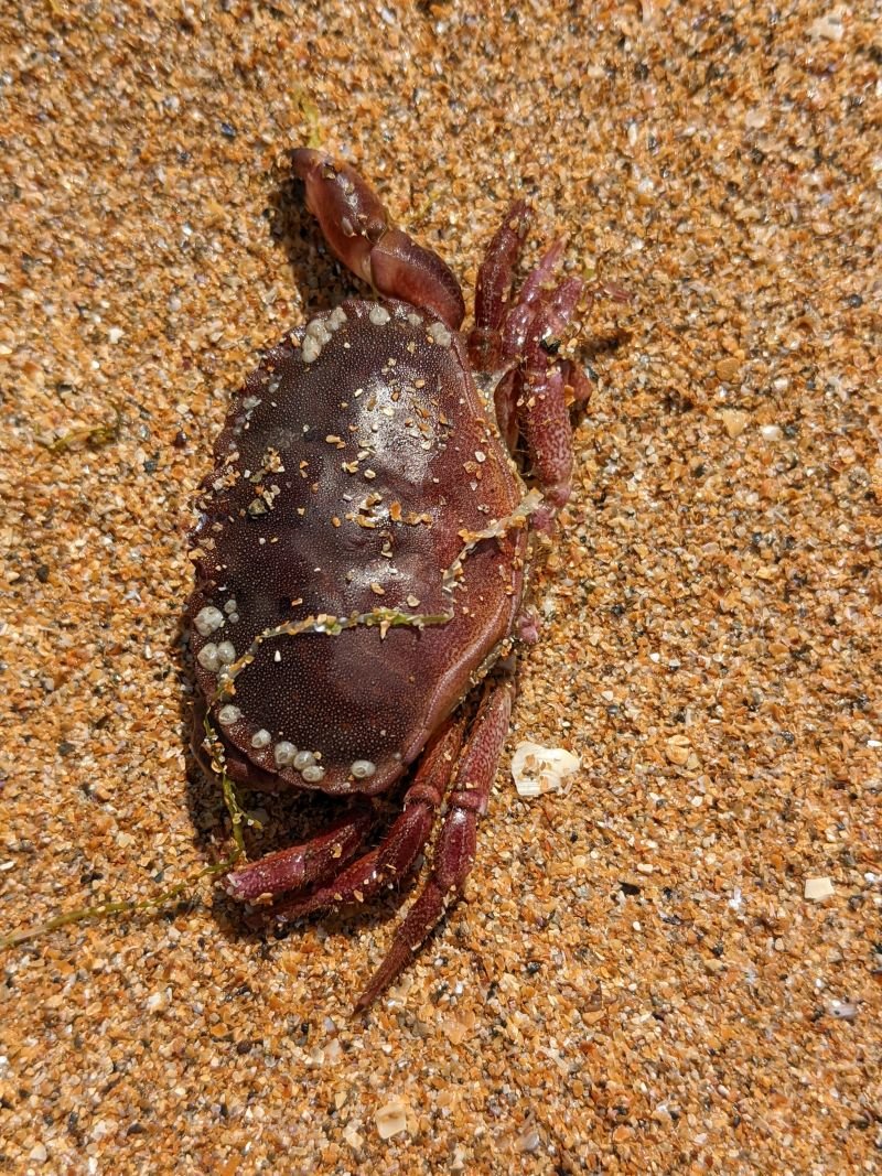 CRAB