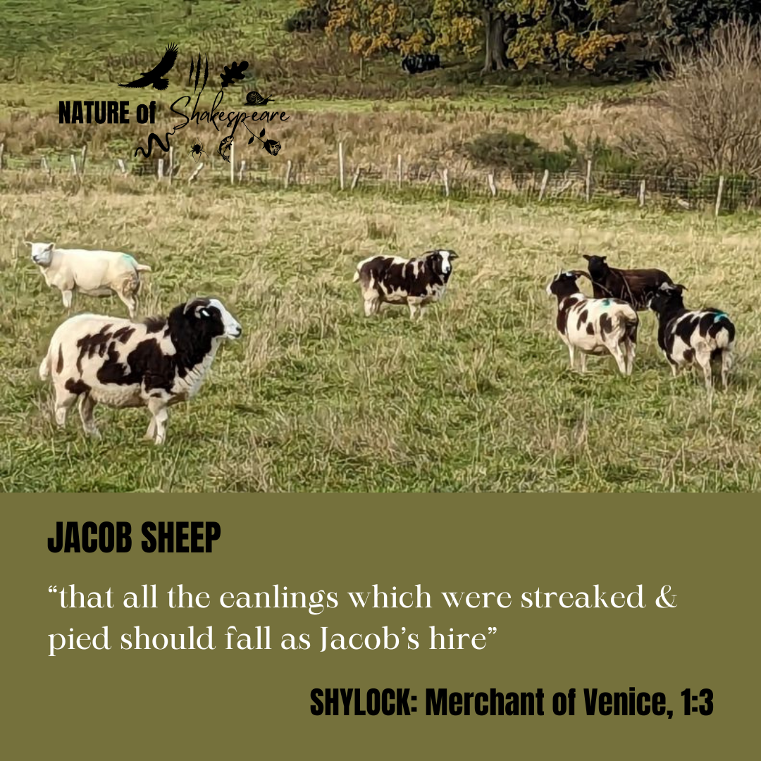 Jacob Sheep