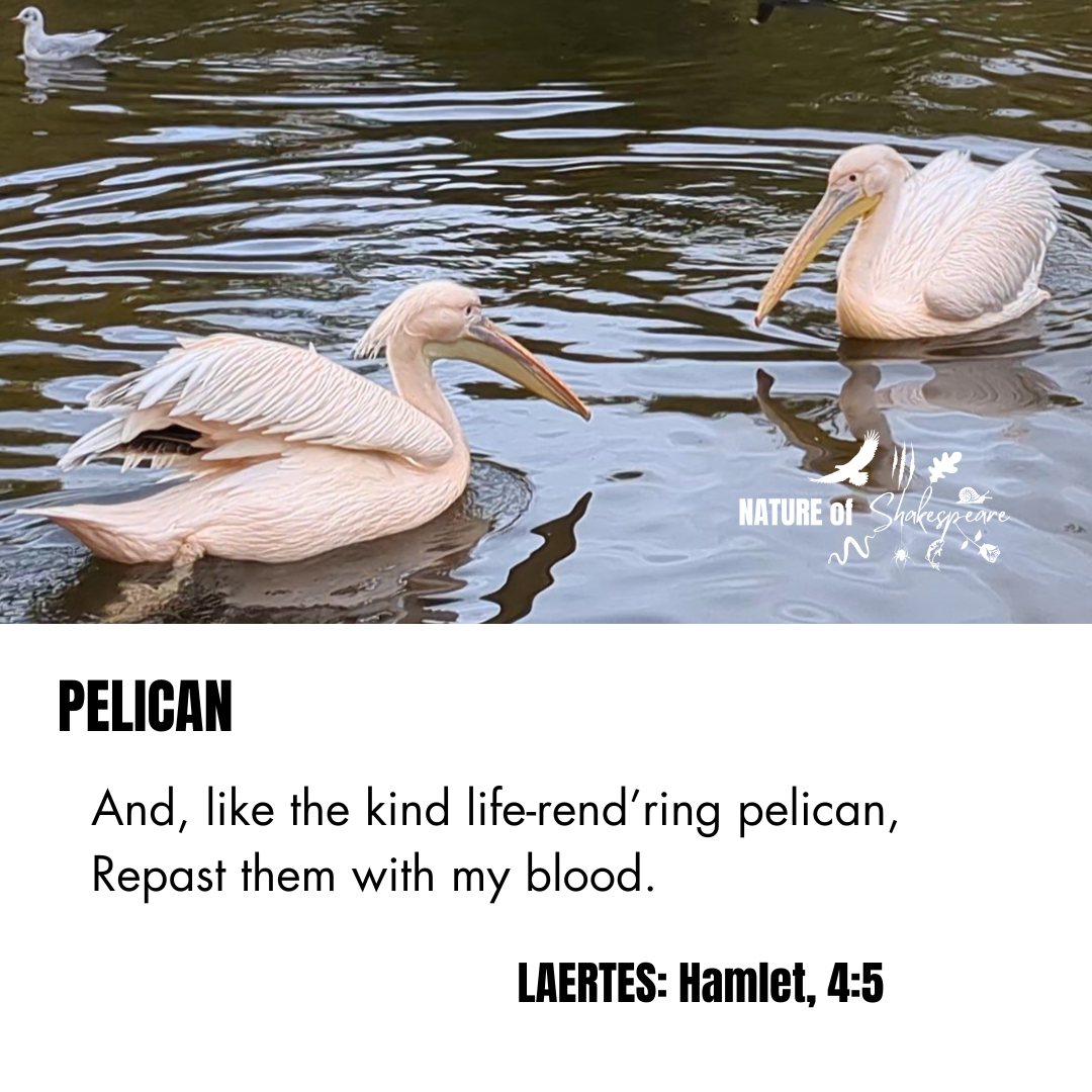 Pelican