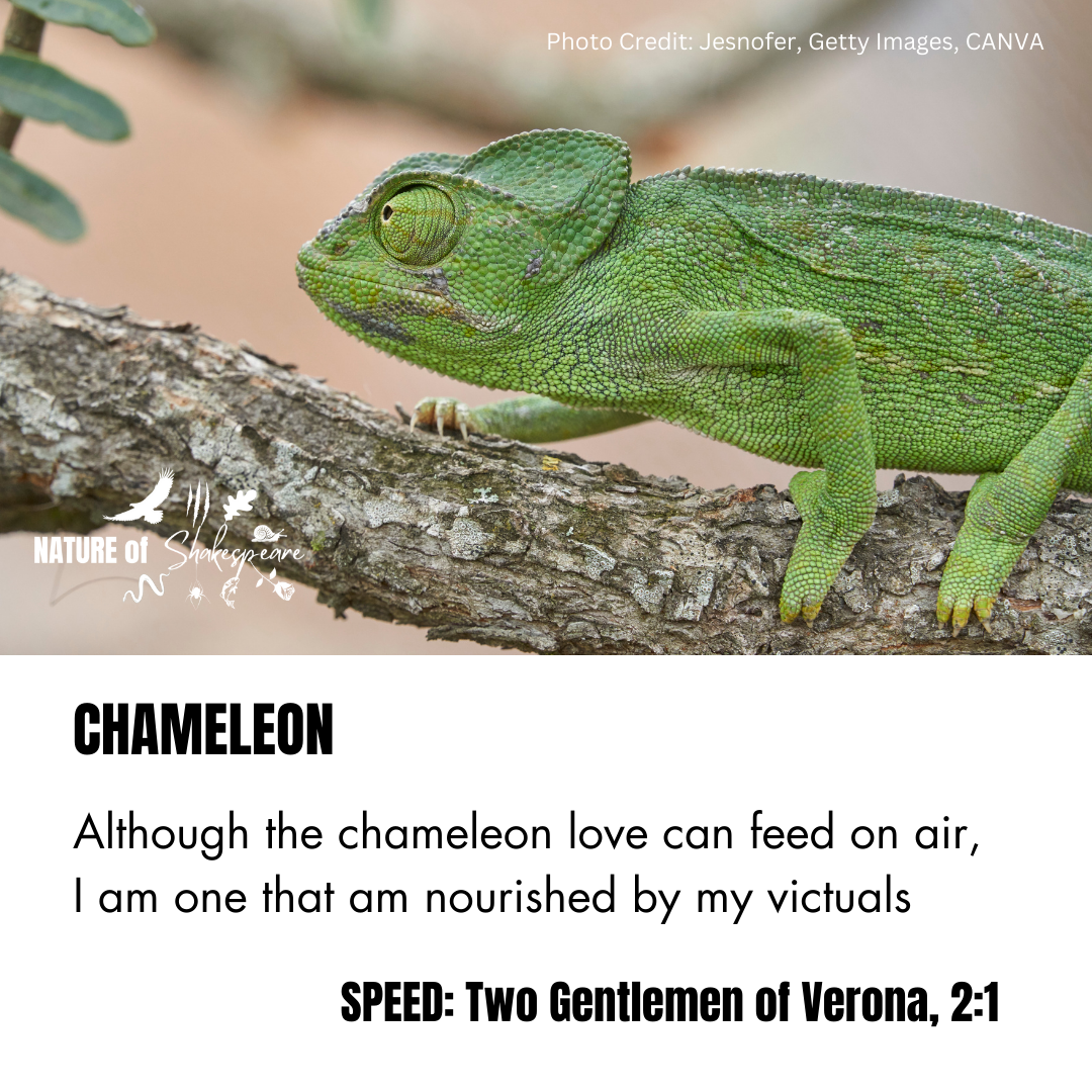 Chameleon