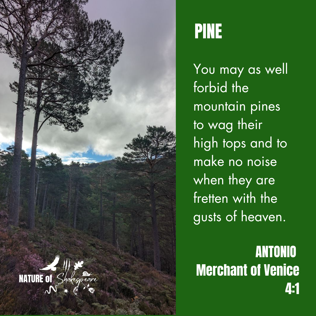 PINE