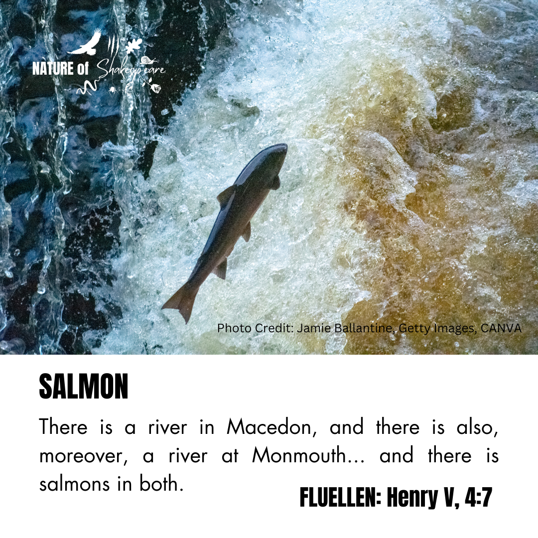 Salmon
