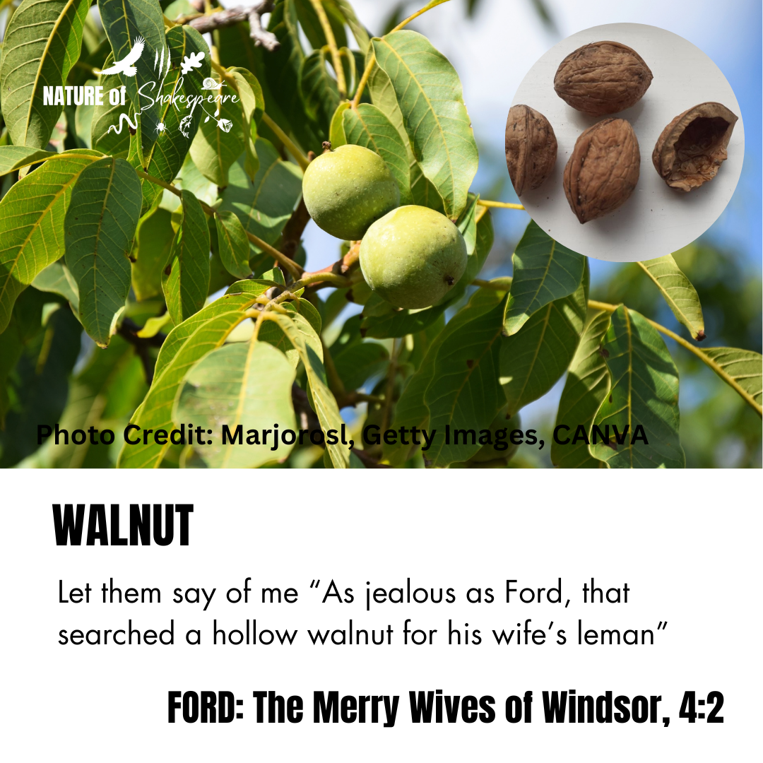 Walnut