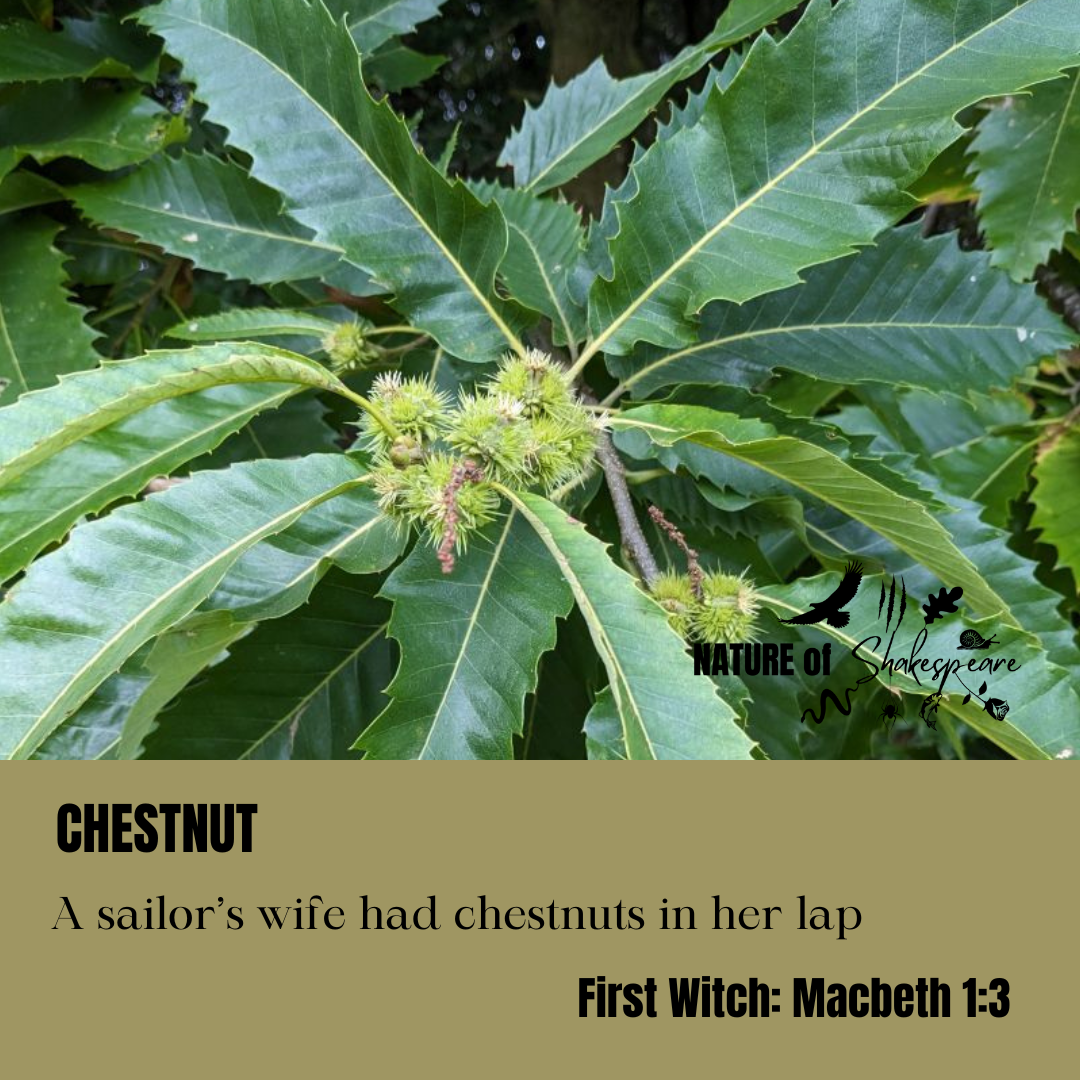 Chestnut