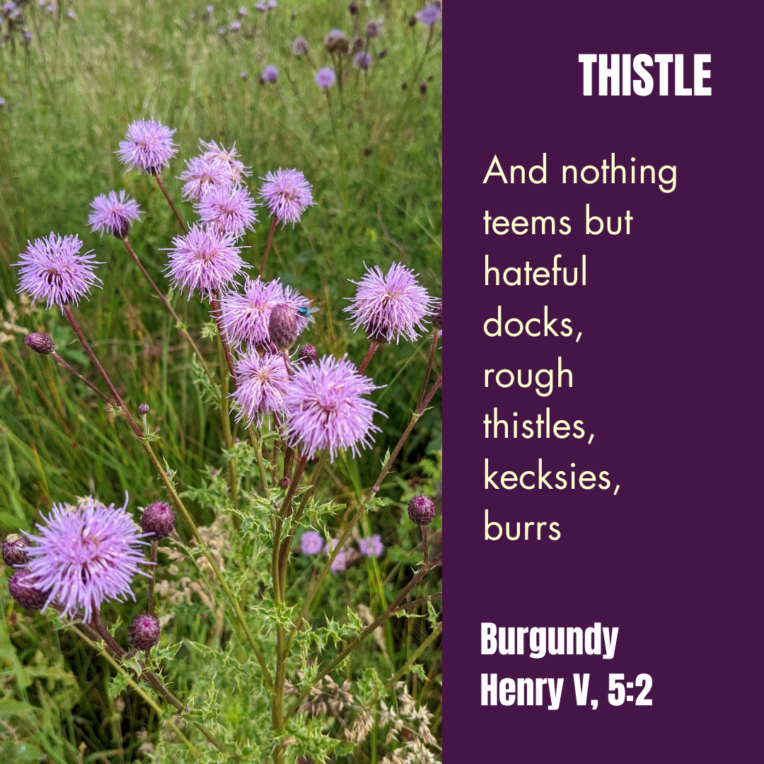 Thistle