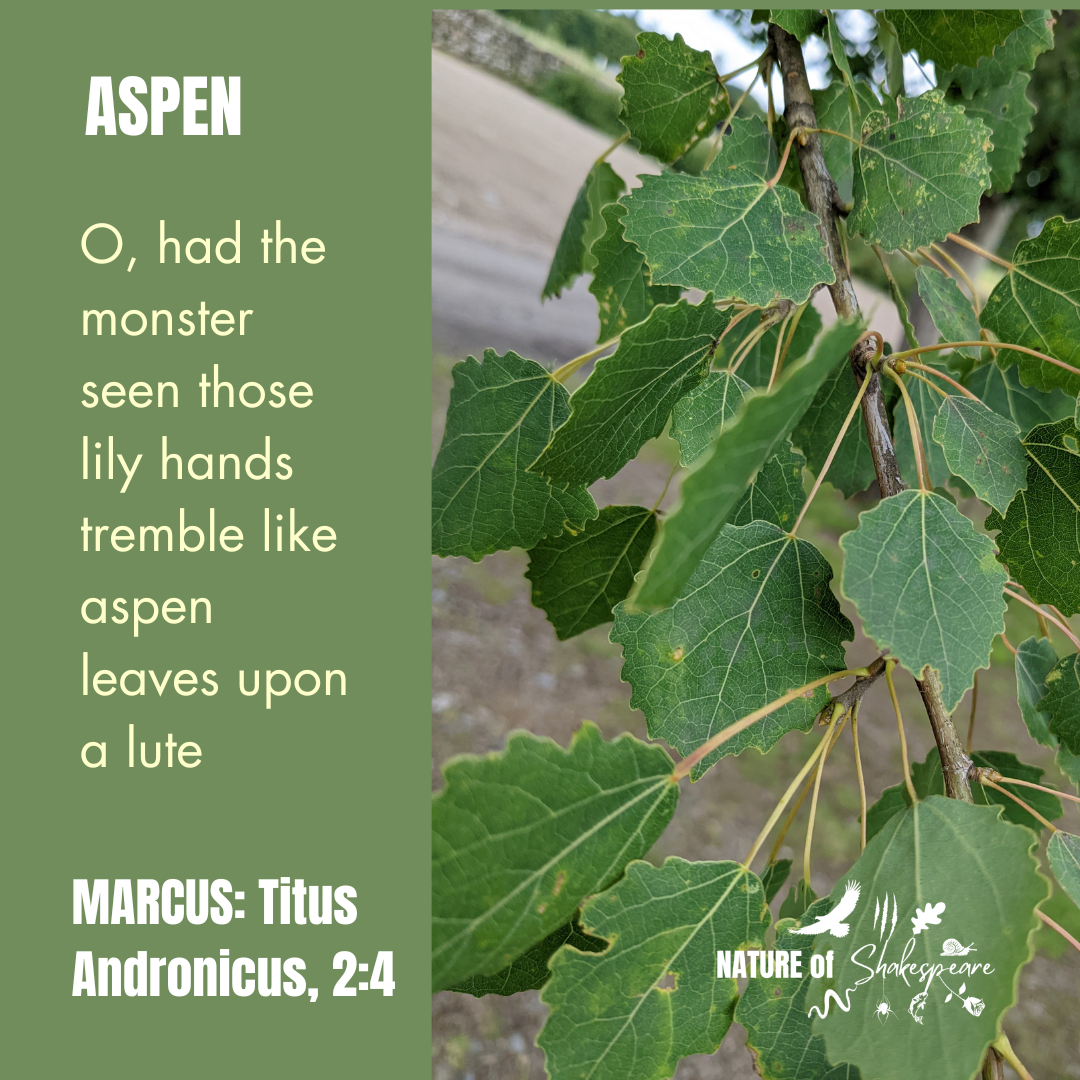 ASPEN