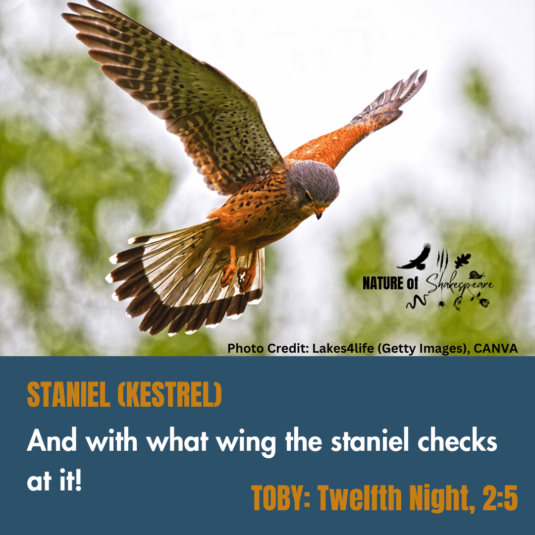Staniel — Blog 3 — The Nature of Shakespeare
