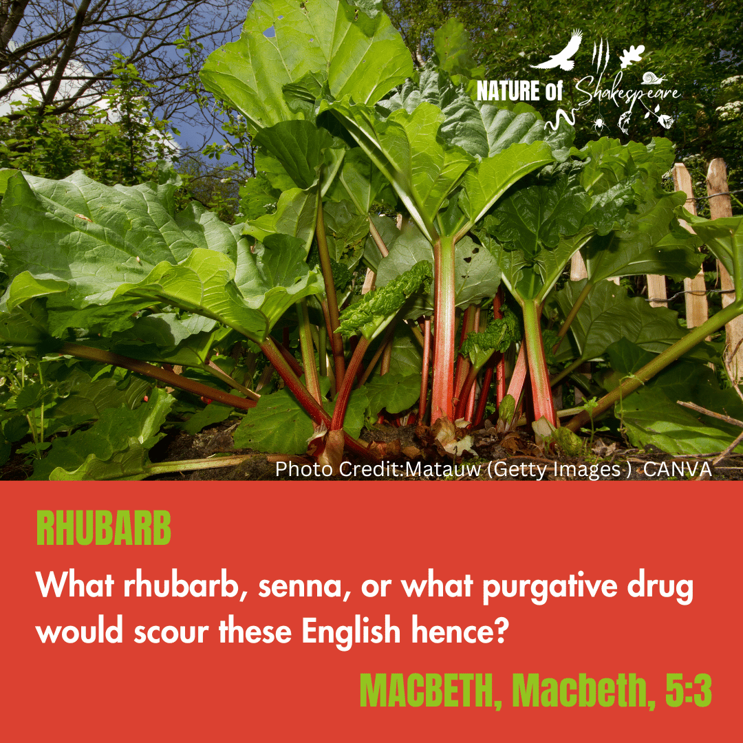 RHUBARB