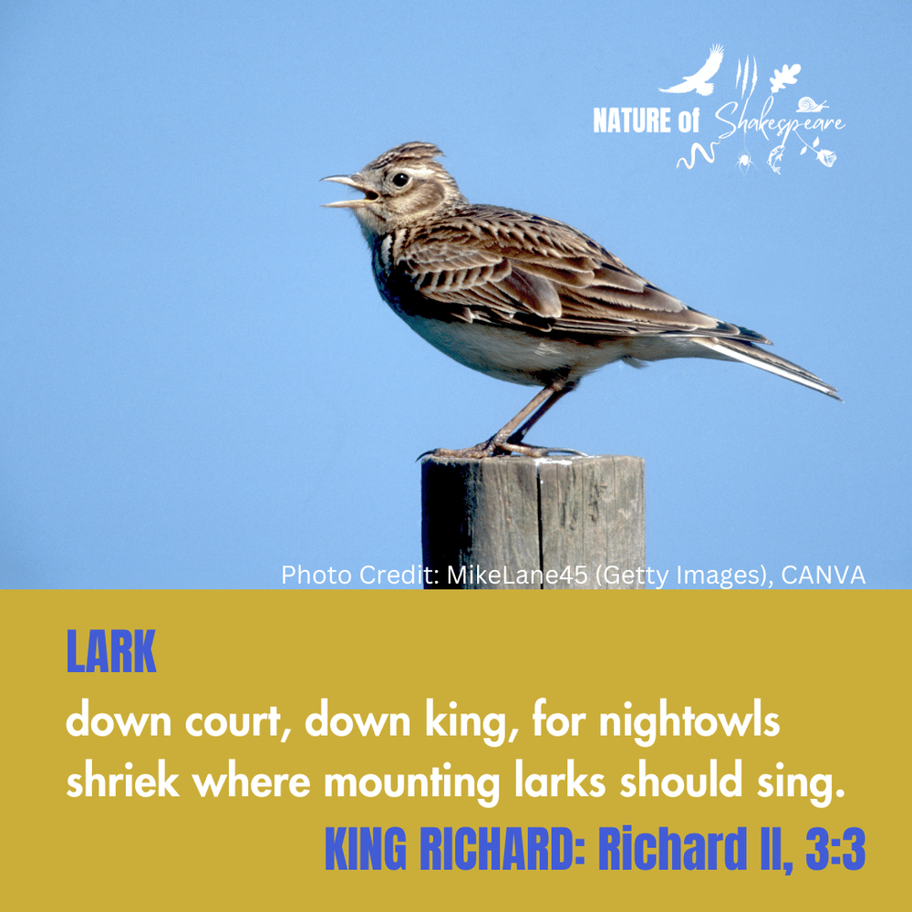 LARK — The Nature of Shakespeare