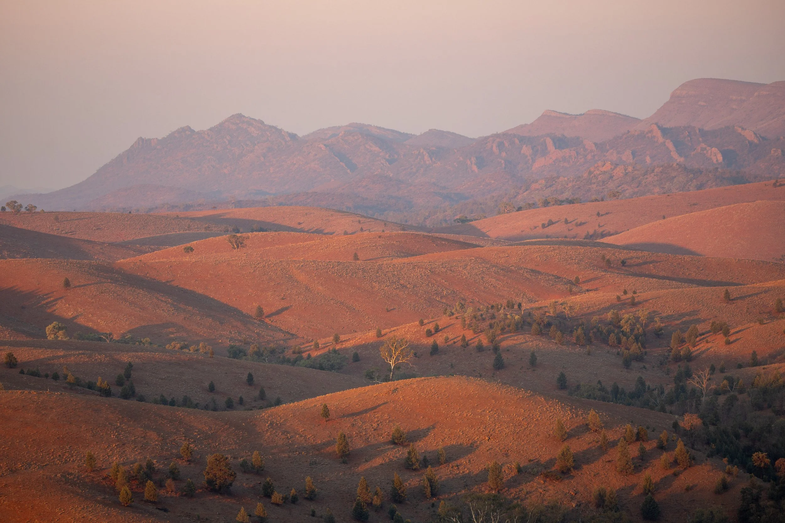 Ikara Flinders Ranges collection
Lone Gum
Location : Willa Springs Station