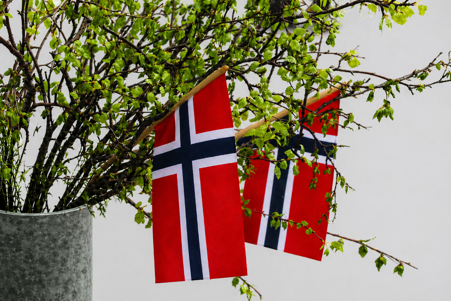Grønne blader på et tre med to norske flagg hengende fra grenene.