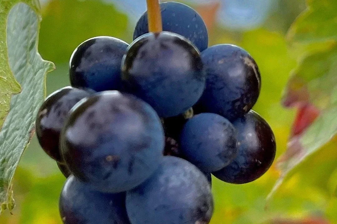 VERANDA: Lær å nyte grappa