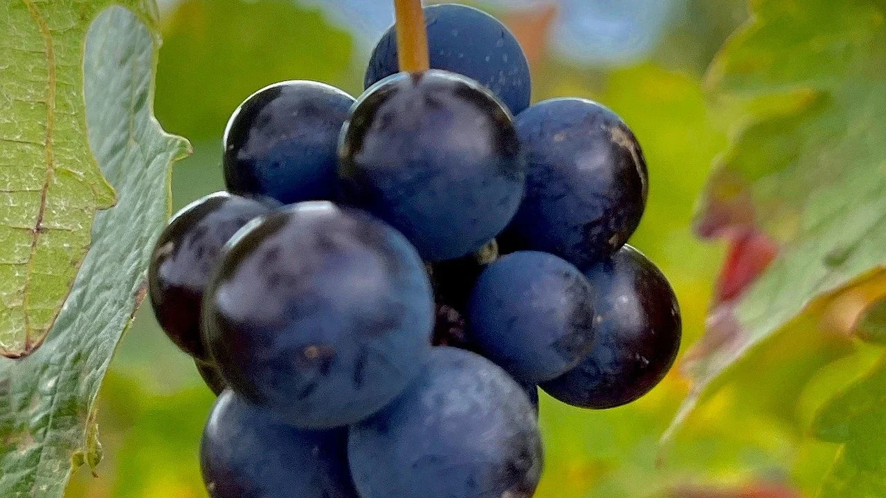 VERANDA: Lær å nyte grappa