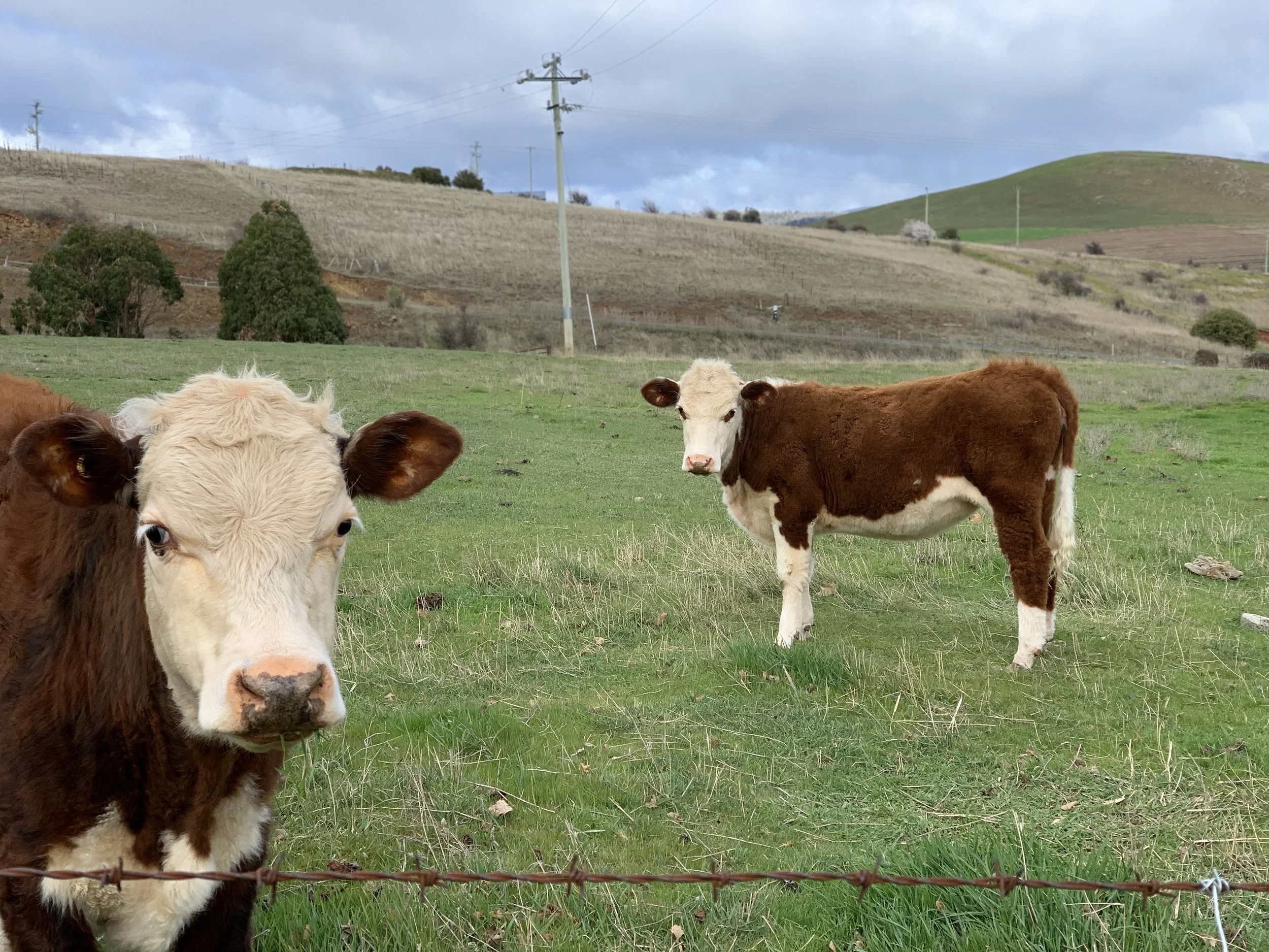 My friendly neighbours 