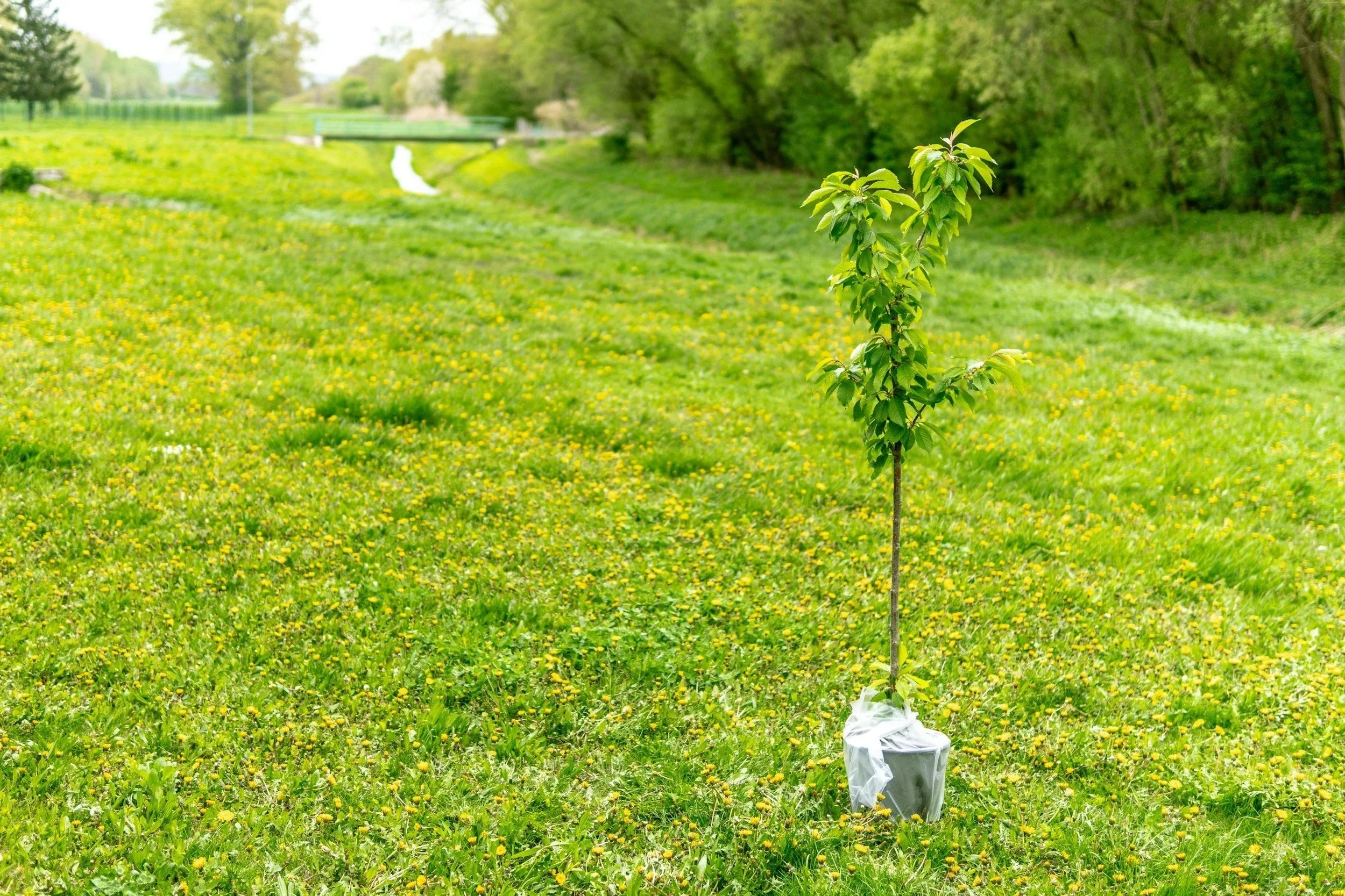 Young tree planted in a grassy field with a small creek and bridge in the background, surrounded by green trees and flowering plants