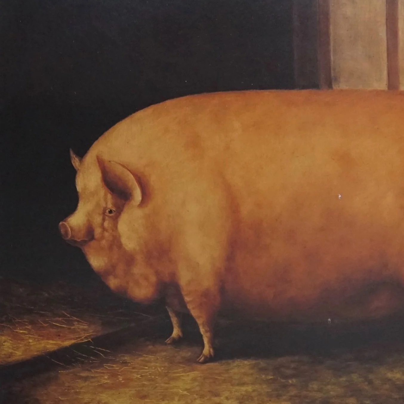 Vintage Print: A Prize Pig