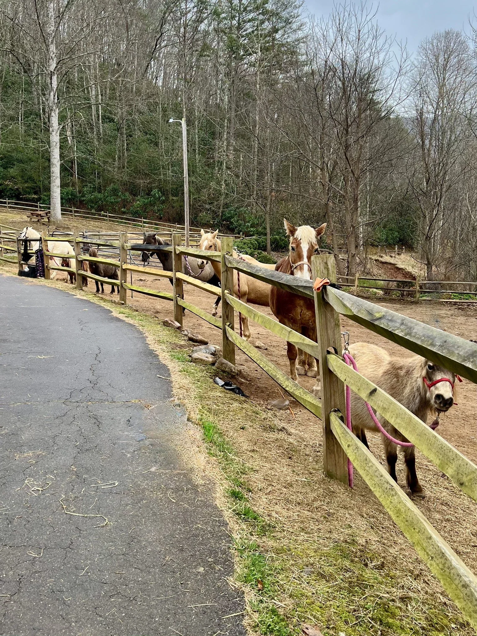 April Open Horse🌱