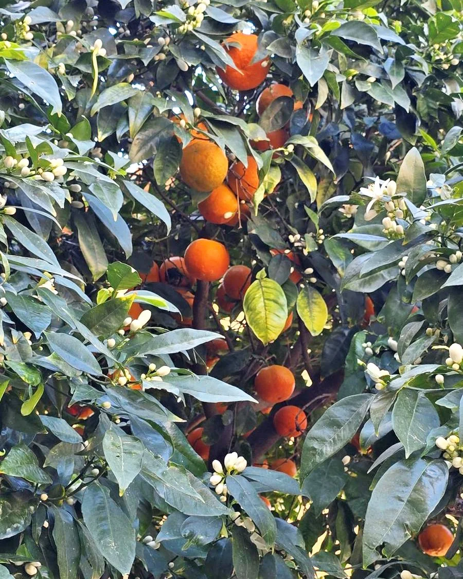 WhatsApp Image 2026-03-17 at 15.44.57.jpeg