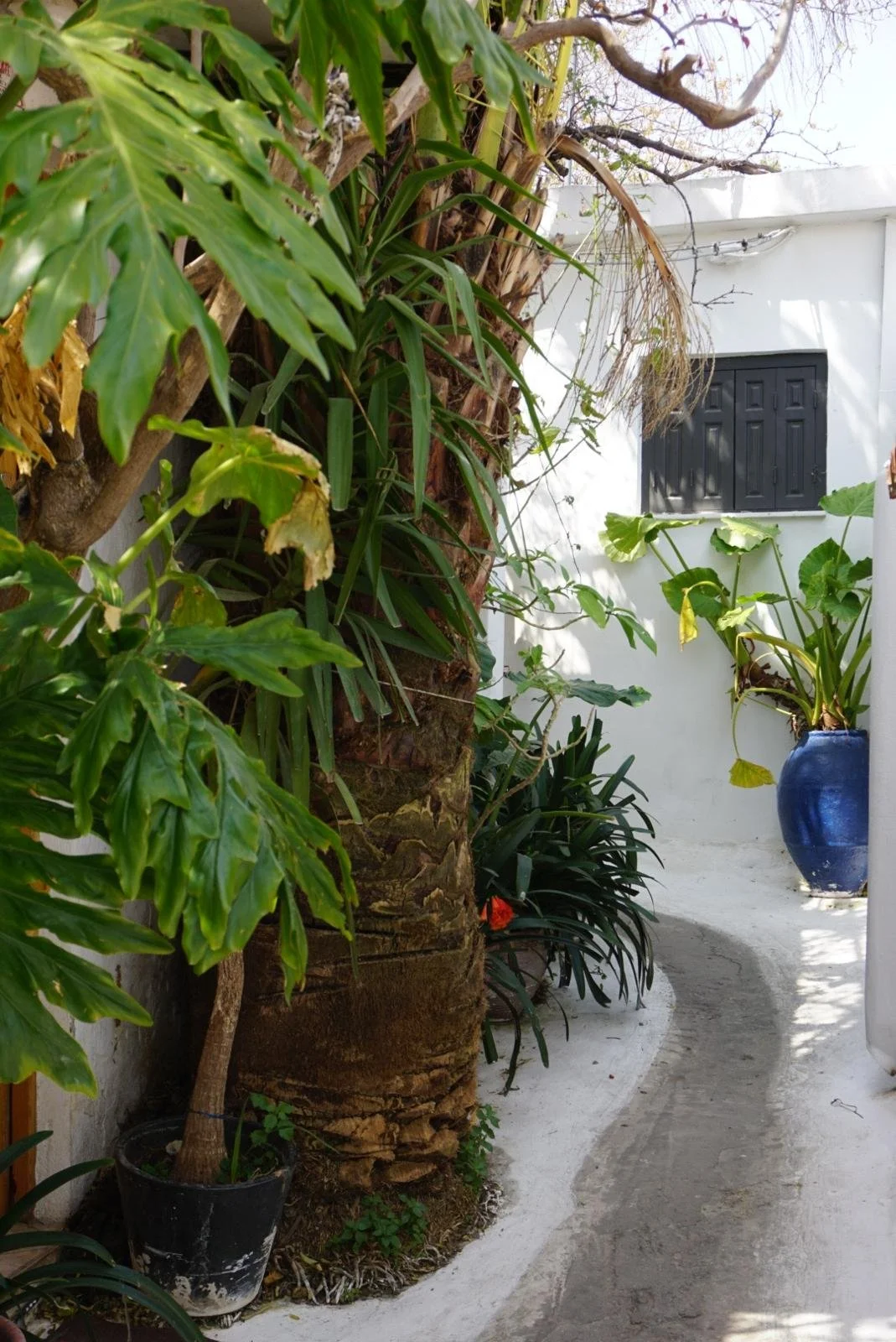 Culture Club - Griechenland, Oliven & Ton