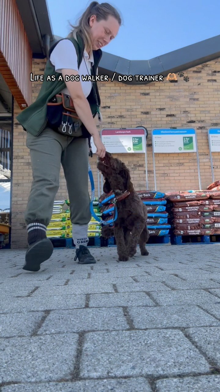 Life as a dog walker, the best job in the world 🌍 🐾
We offer a whole host of services at Abbie’s Dog Walking from our wide range of animal experience! We offer things such as;
• Dog walking
• Cat pop ins
• Small animal / ex