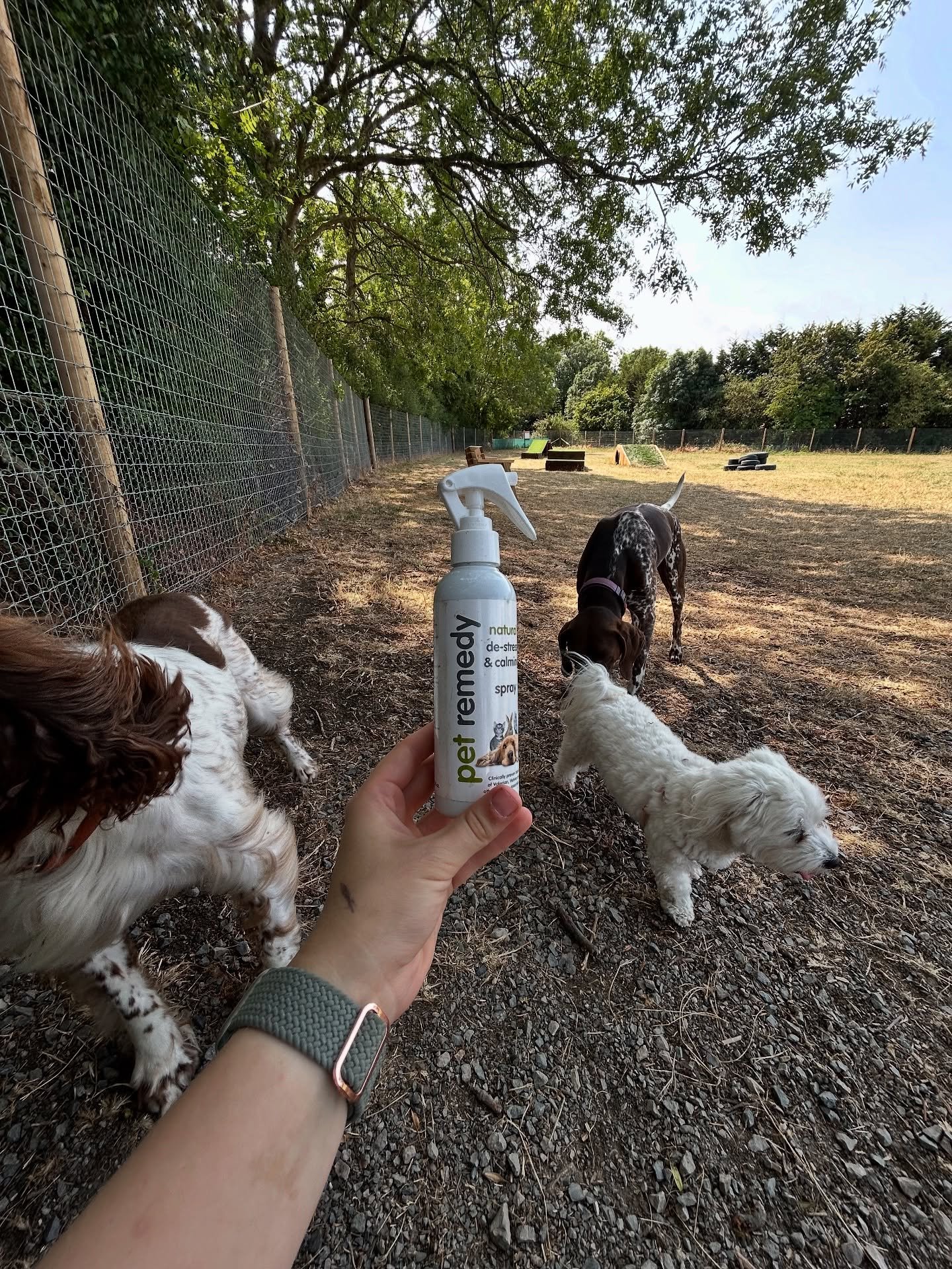 You see lots of dog walkers offering group walks, but how should they work? And do you know your dog walker is doing It safely?
We follow a step by step procedure for our groups to ensure we are introducing them to each other safely and that we are