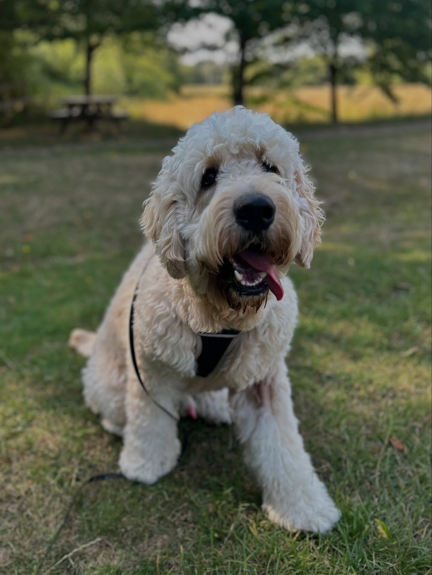 A few happy snaps from this week so far! 🐾
Some familiar faces, some walk locations and even a couple of newbies 😁
We’re always looking for new and fun adventures over here! The more walk locations the better, we’re always switching i