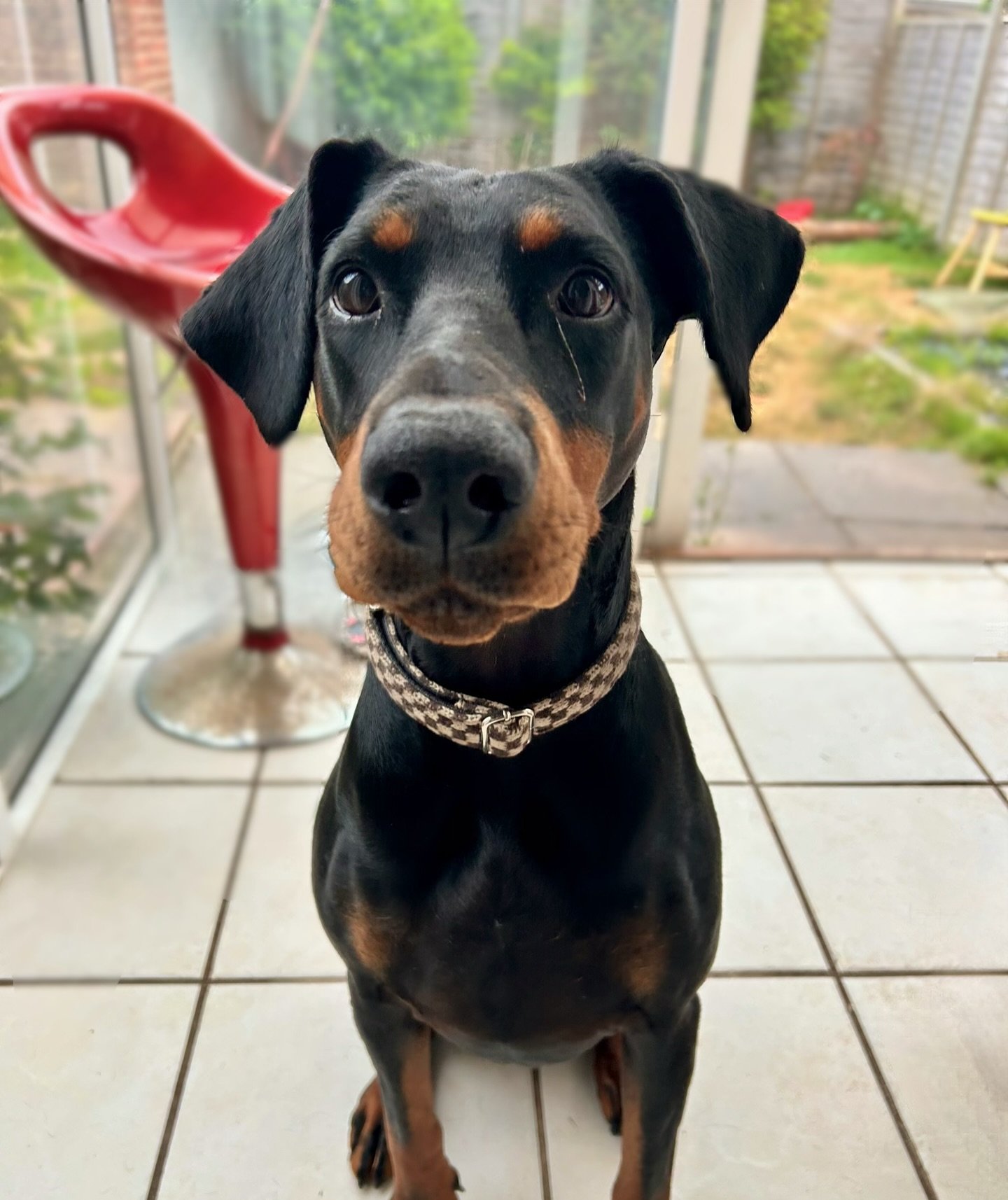 It’s Doberman week at Abbie’s Dog Walking! Meet Ivy!
We’re staying with Ivy while her parents take a much needed get away 🥳🐾
•
•
•
www.abbiesdogwalking.co.uk
#abbiesdogwalking #abbiesdogtraining #gloucesterdogwa