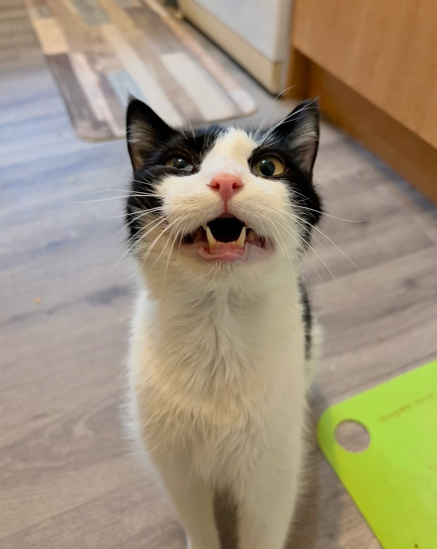 Meet Karol! We’re doing a few kitty visits with him while his owners are off enjoying a lovely break away!
Karol has some extra health needs that need attending to during our visits so on top of our feeding, water top ups & litter tray ch