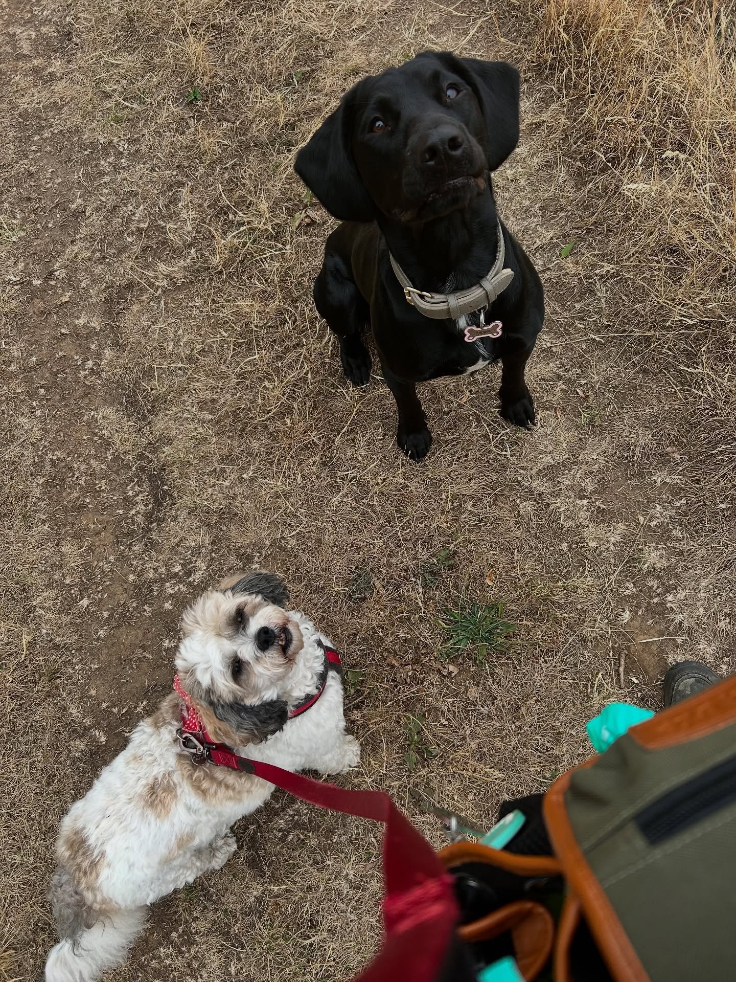 A stooge dog doing what a stooge dog does…
We often use a “stooge” dog during our process of introducing a dog into our groups or in training sessions, but what is that?
A stooge dog is a dog that is calm & predictable that c