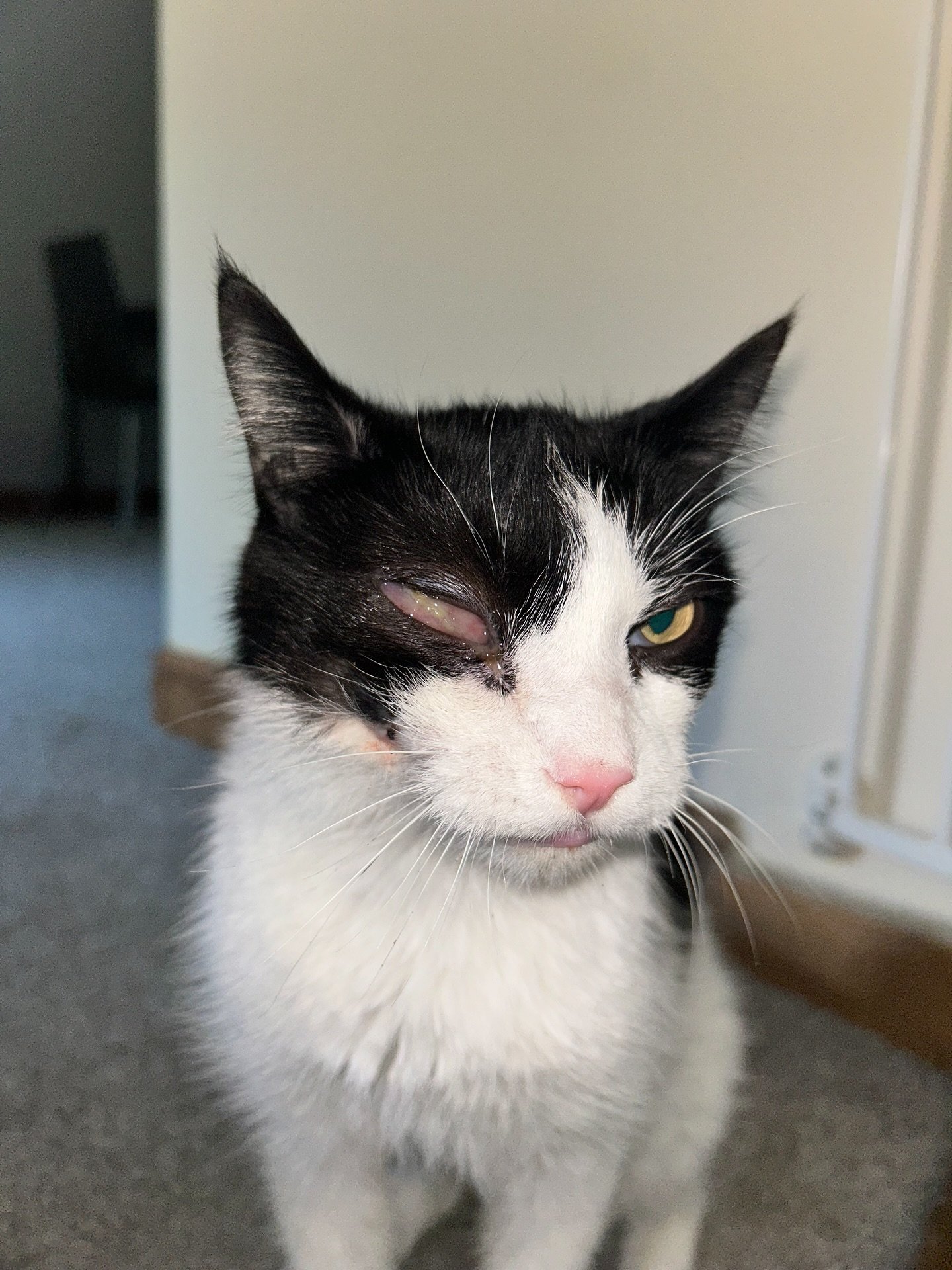 A Saturday success story ✨
This week we’ve been looking after Karol - who when we started had a recovering wound from a facial abscess. This unfortunately developed into a swollen under eye whilst in our care.
We were able to liaison with Ka