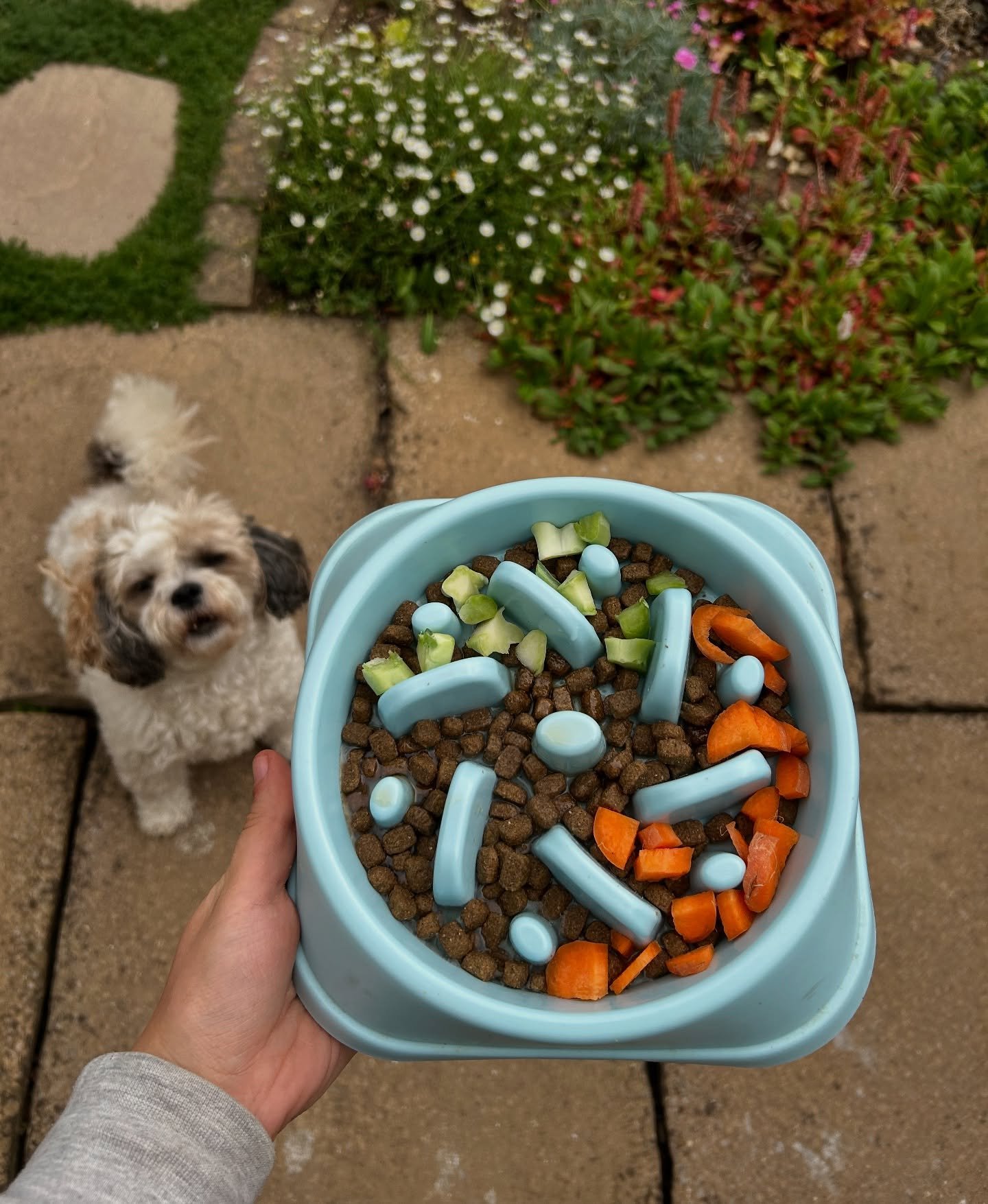 Did you know… ❓
Diet can have a huge impact on your pet - much more than just their poops 💩
It’s pretty well known that adding small amounts of fresh food to your pets diet can help increase their lifespan but it can also…
Im